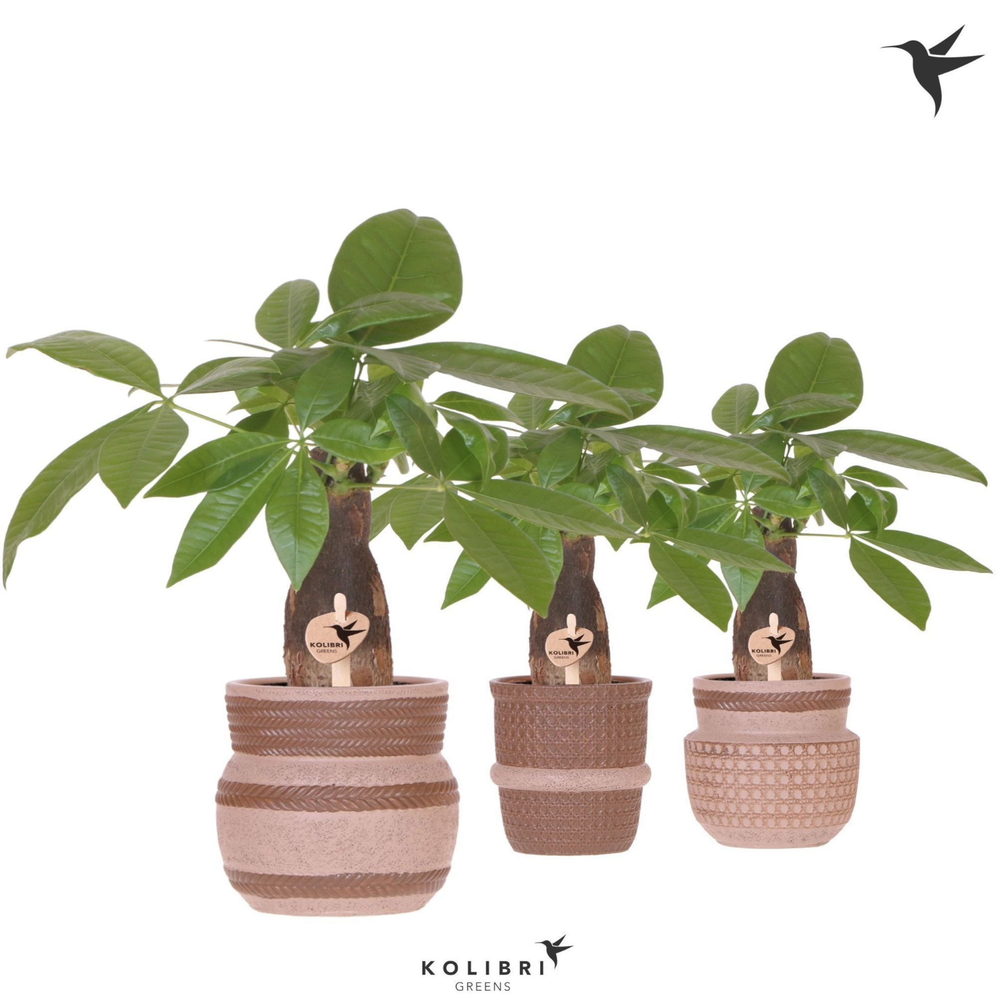 Kolibri Greens Pachira in Ethnic pot sand mix, D 9 cm