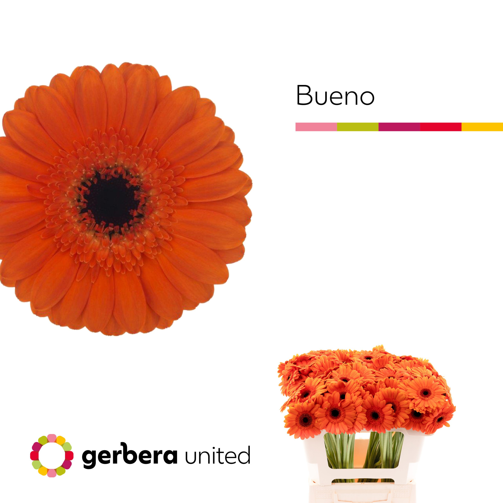 Гермини Буэно, шт.