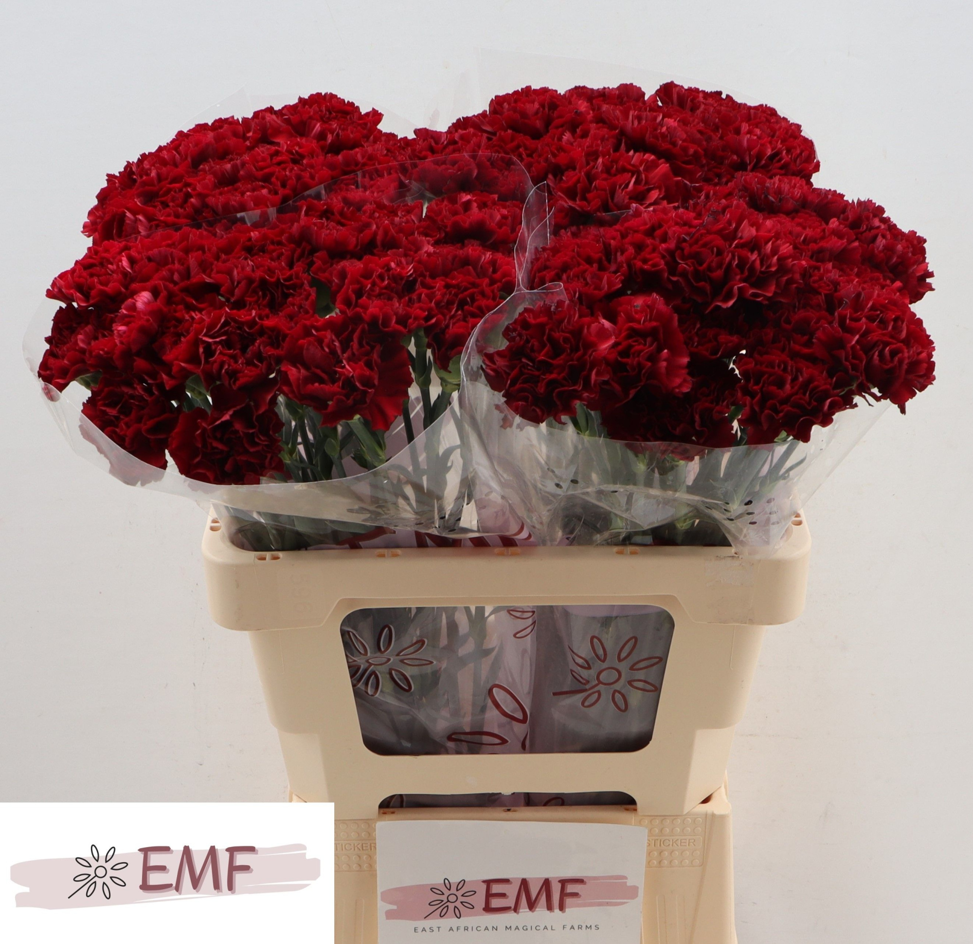 Диантус од. Зуриго, шт.