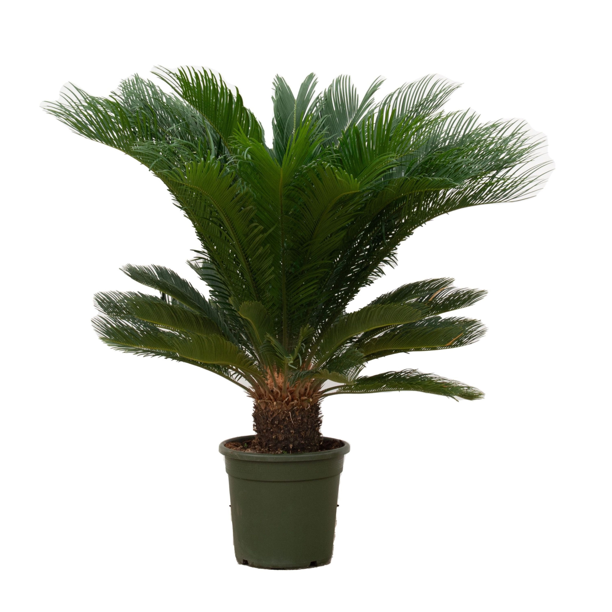 Cycas Revoluta - 110cm, D 30 cm