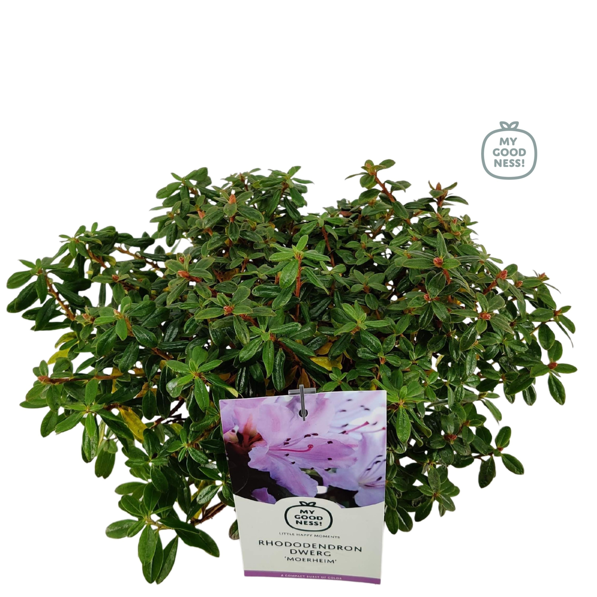 Rhododendron 30-35 /2 liter 'Imp. Moerheim' dwerg, D 17 cm