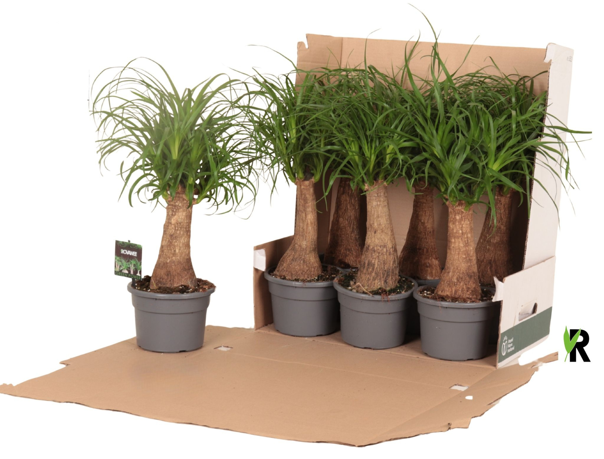 Beaucarnea rec. rechte stam in fust 352, D 17 cm