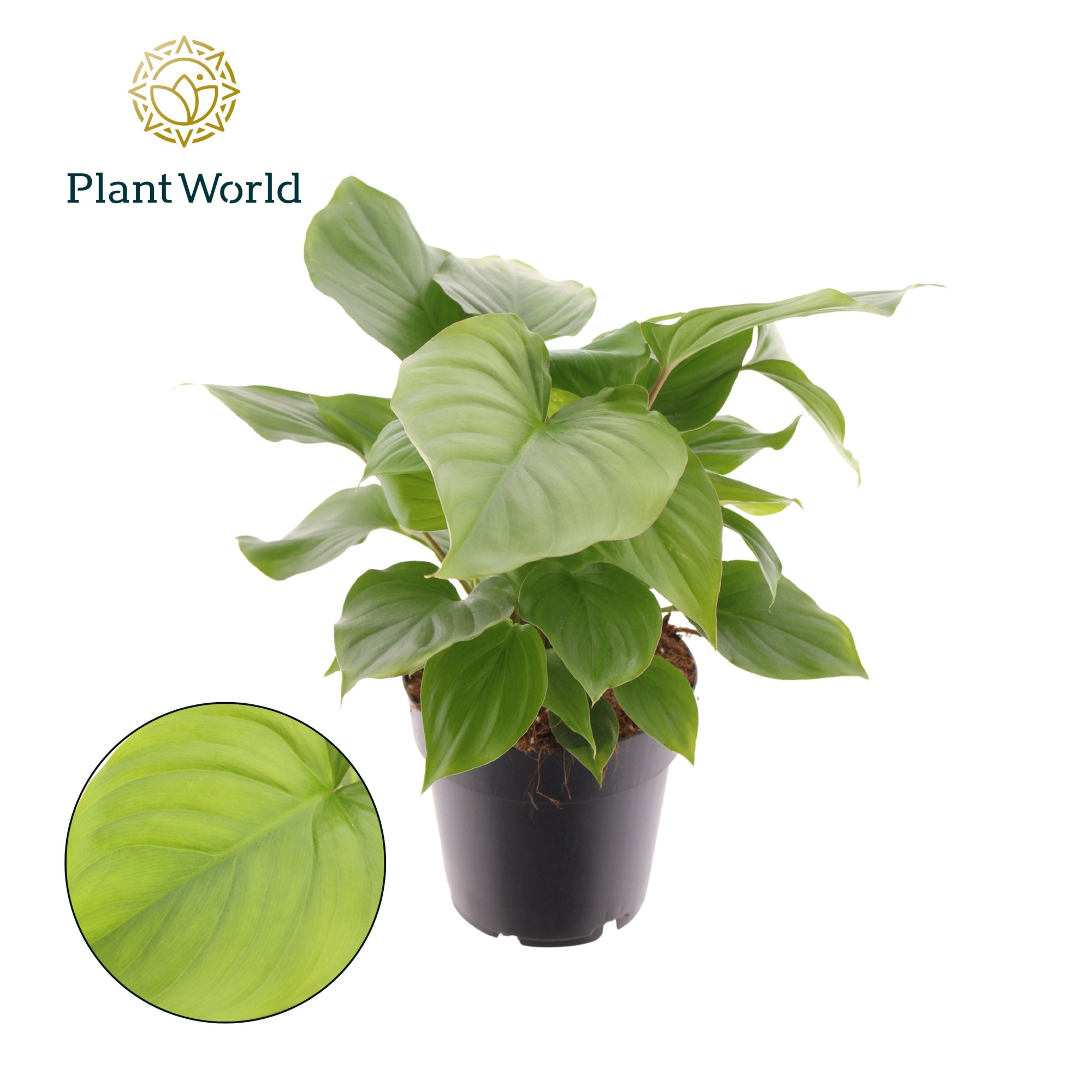 Homalomena rubescens 'Maggy', D 14 cm