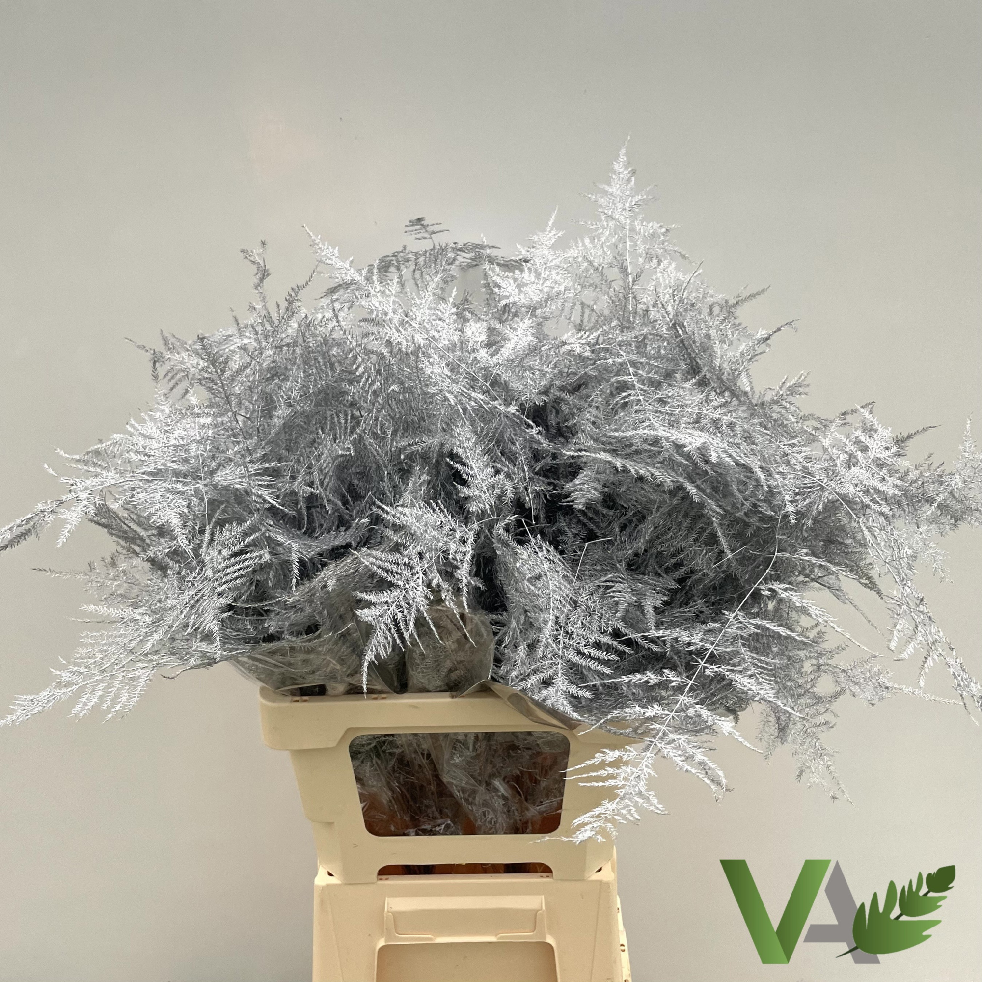 Аспарагус Овериг Крашеный (краш. ) 85, шт.