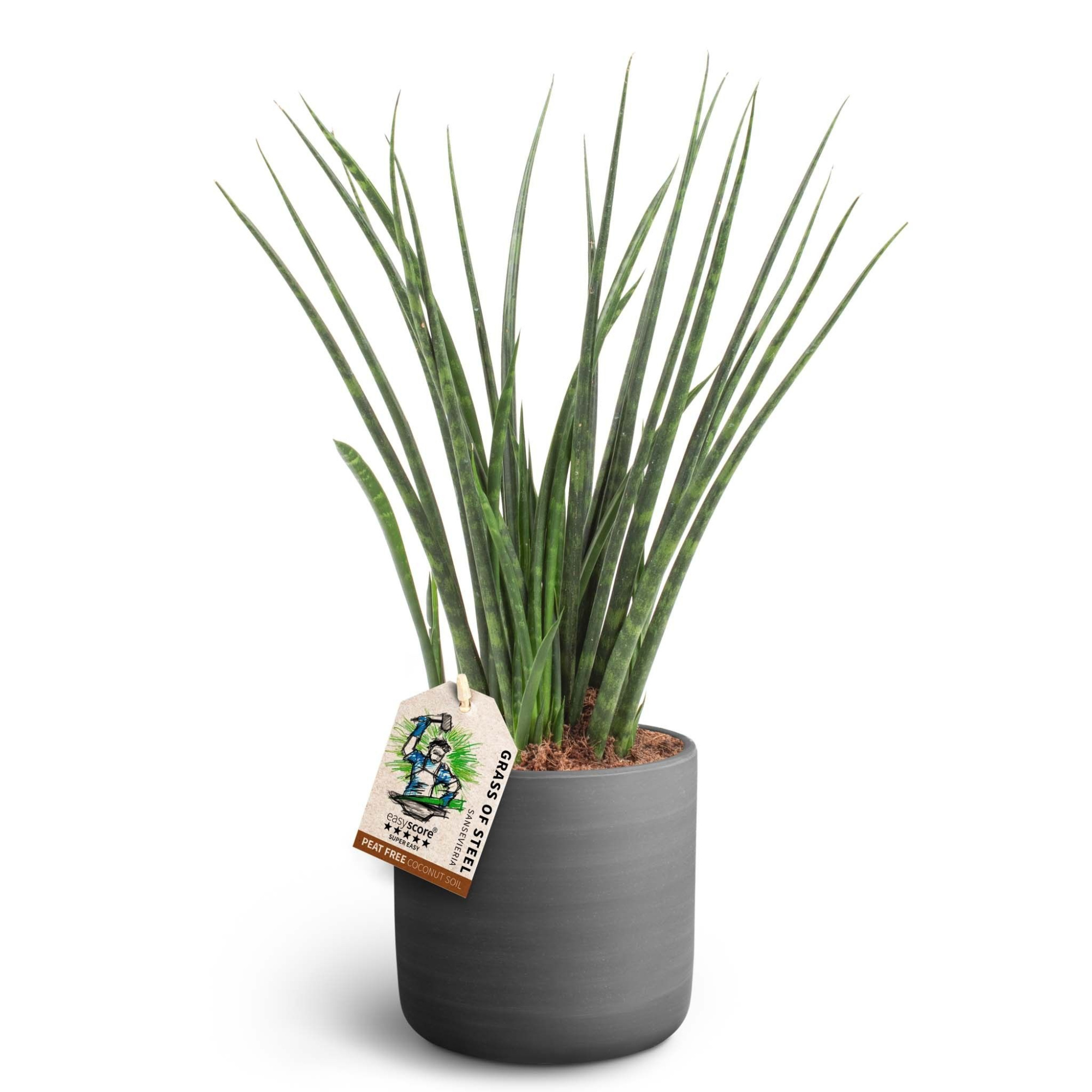 Raw Black, Sansevieria ´Fernwood´, D 16 cm