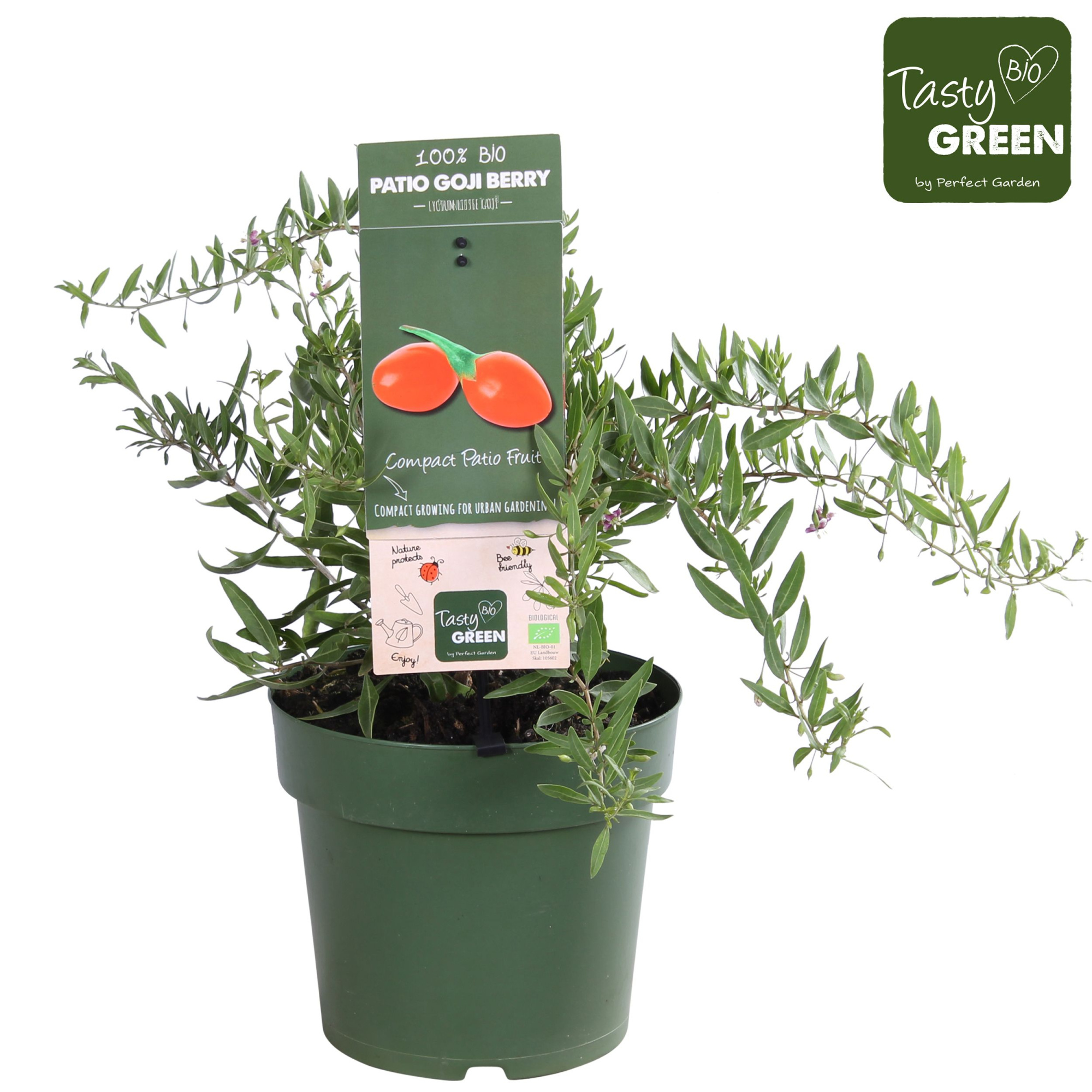 Lycium barbarum 'Little Goji' Patio Bio P23, D 23