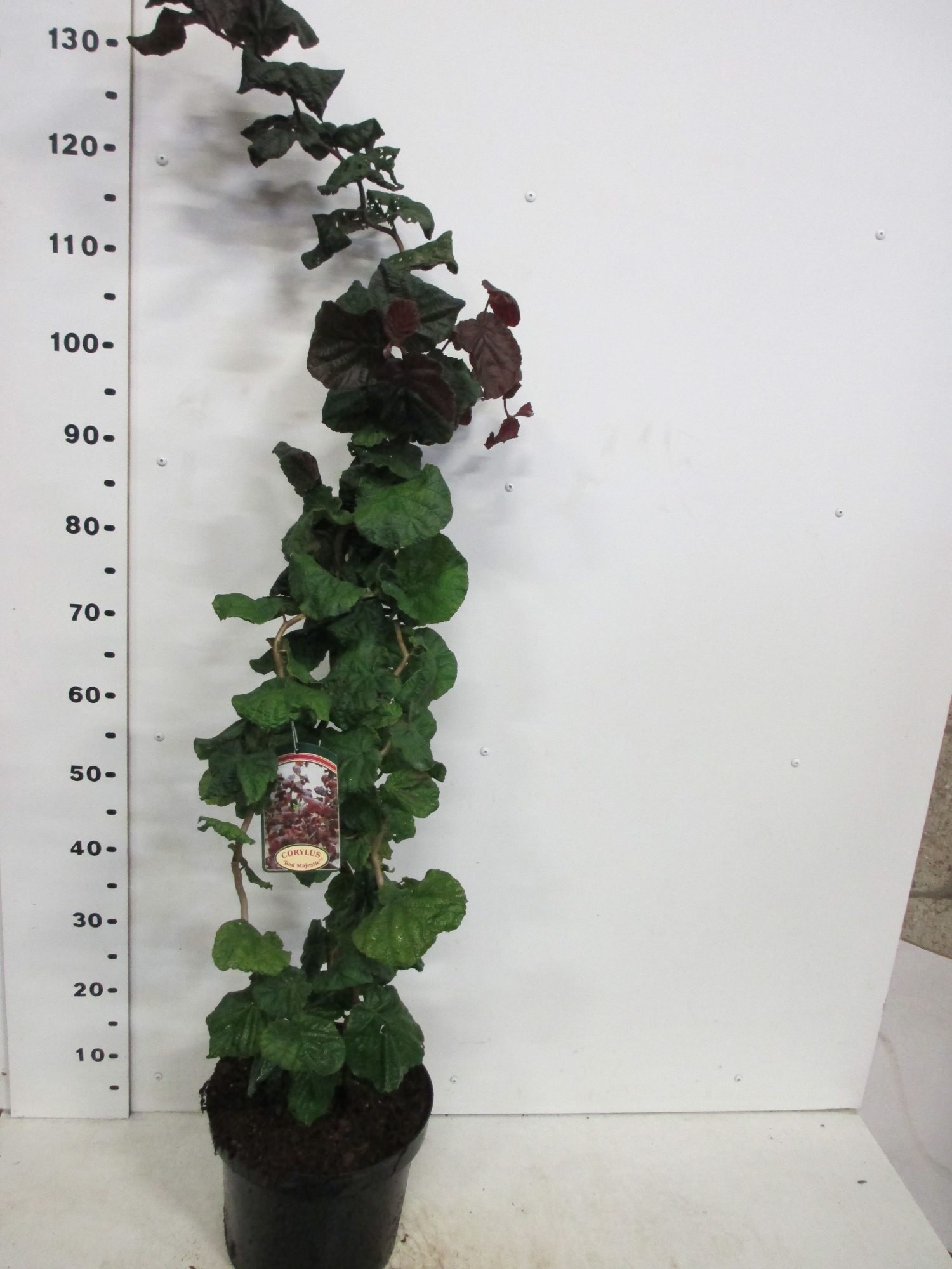 Corylus a. Red Majestic 80 P28, D 28