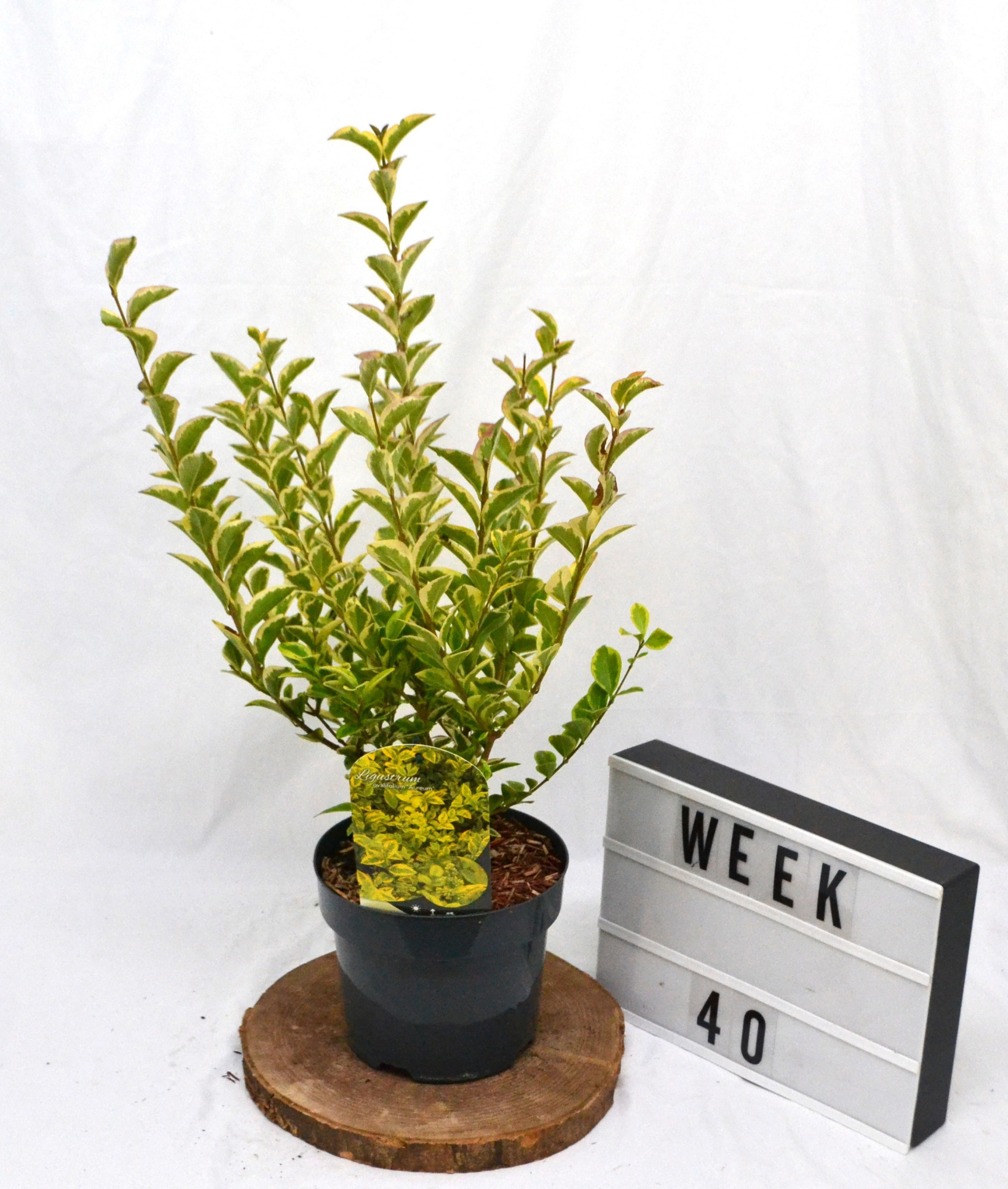 Ligustrum ova. 'Aureum' C3 30/40, D 19 cm