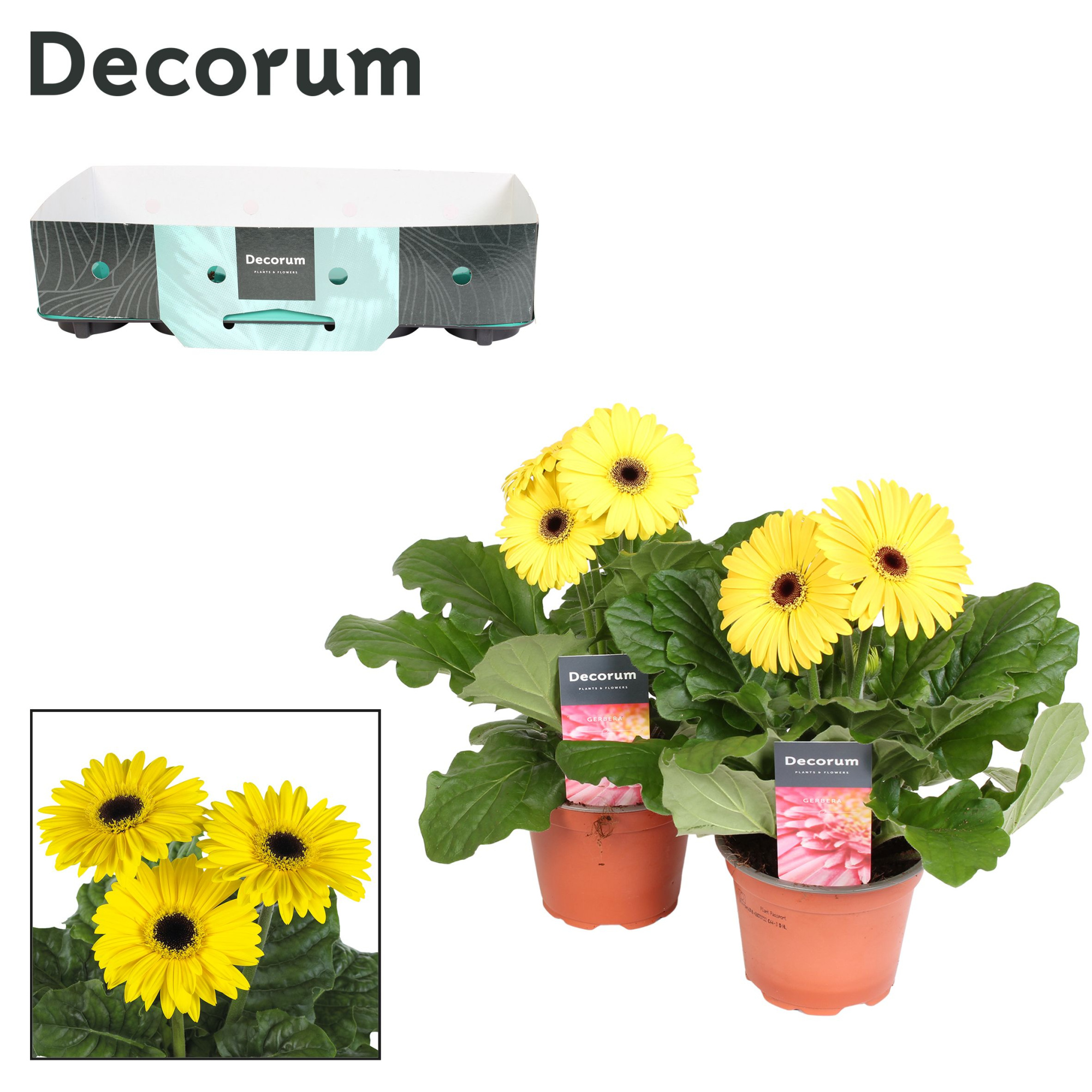 Gerbera 2+ bl. 12cm geel (diverse kleurtinten) met kraag Decorum, D 12 cm