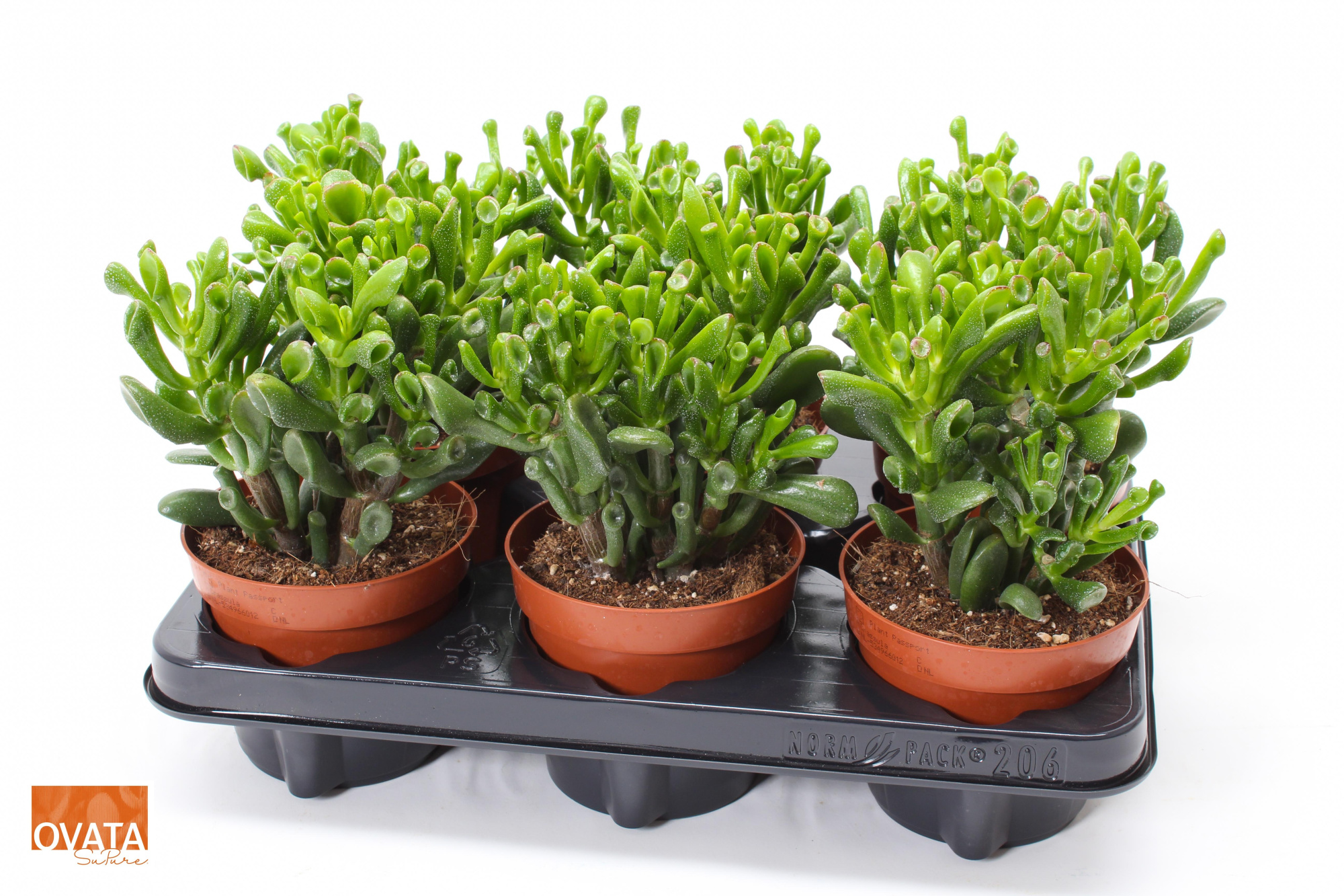Crassula trompet 12 WOODS, D 12 cm