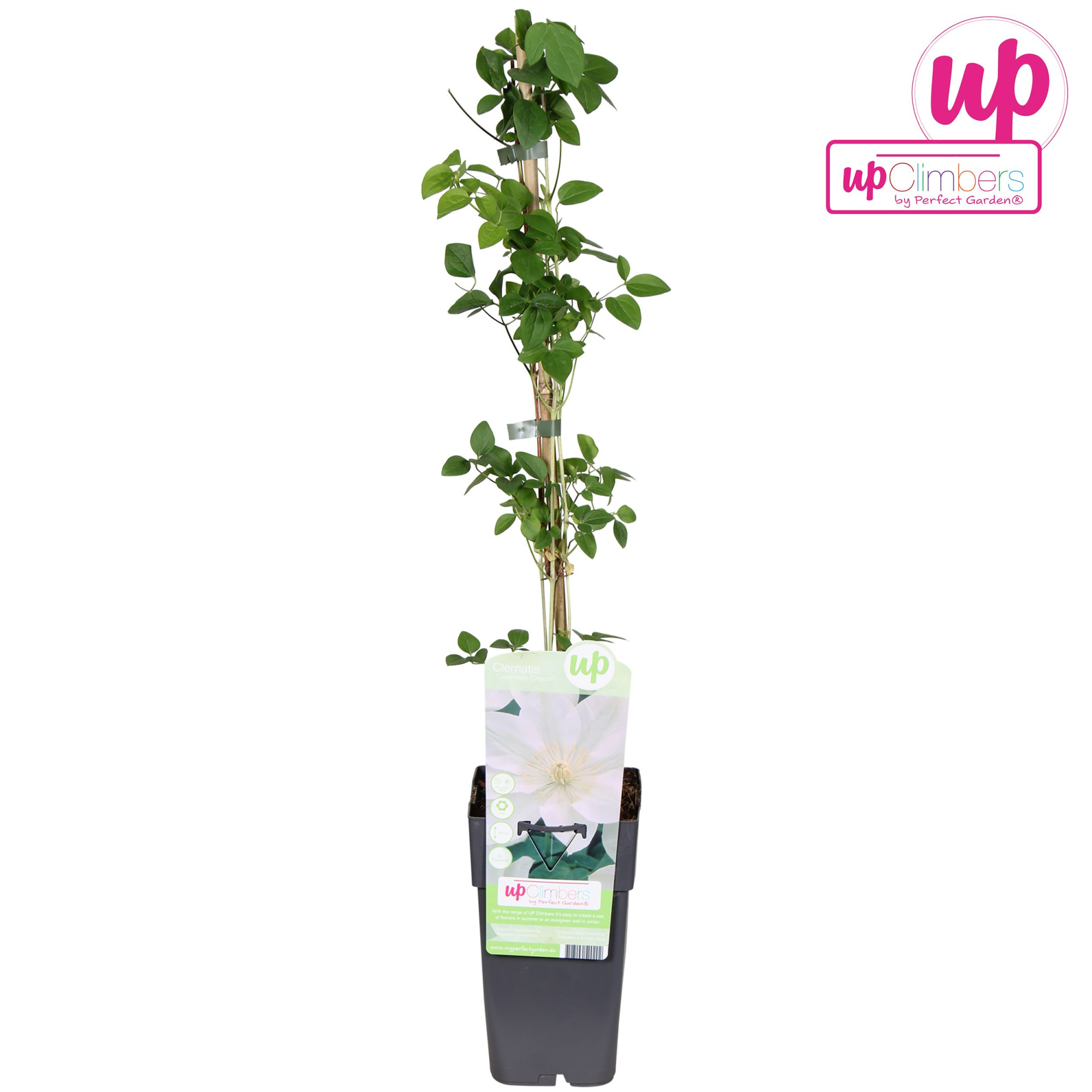 Clematis Guernsey Cream P15, D 15