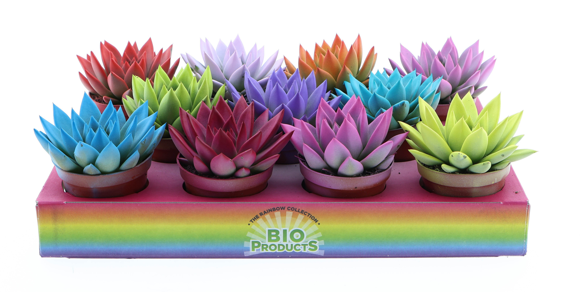 Rainbow mix, D 8,5 cm