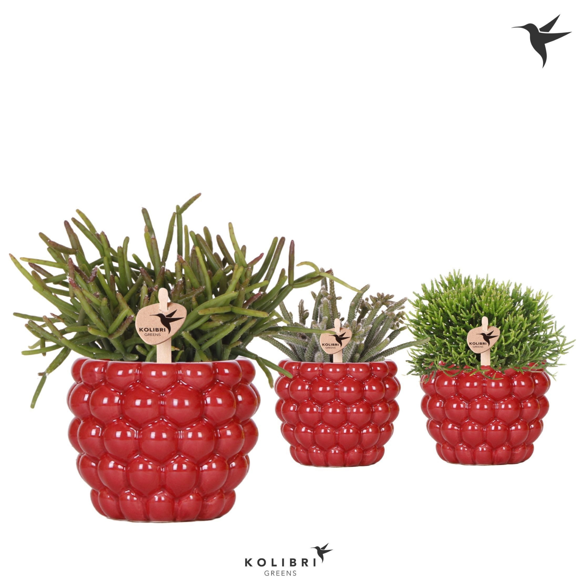 Kolibri Greens Rhipsalis mix in Berry pot, D 9