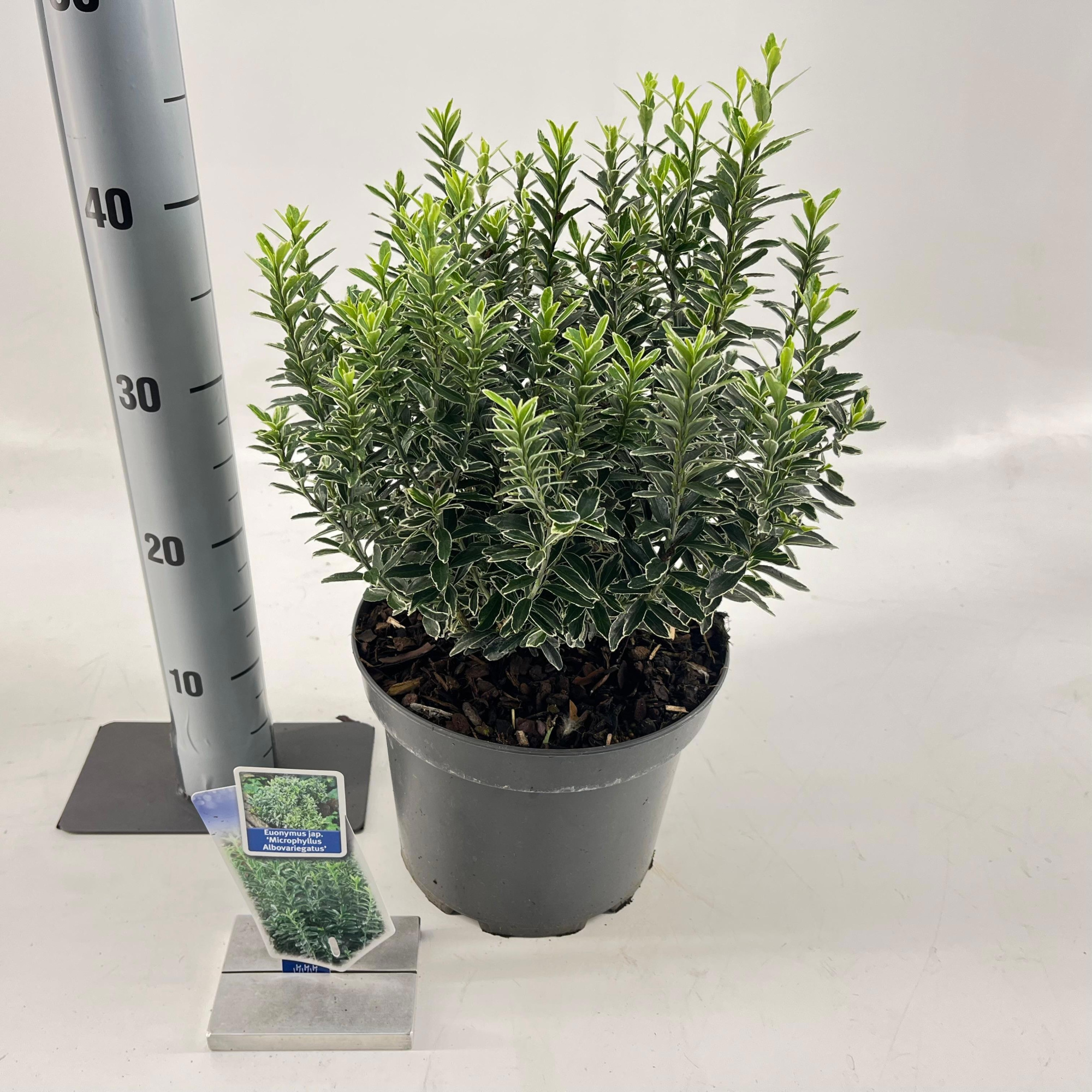 Euonymus jap. 'Micr. Albovariegatus', D 23 cm