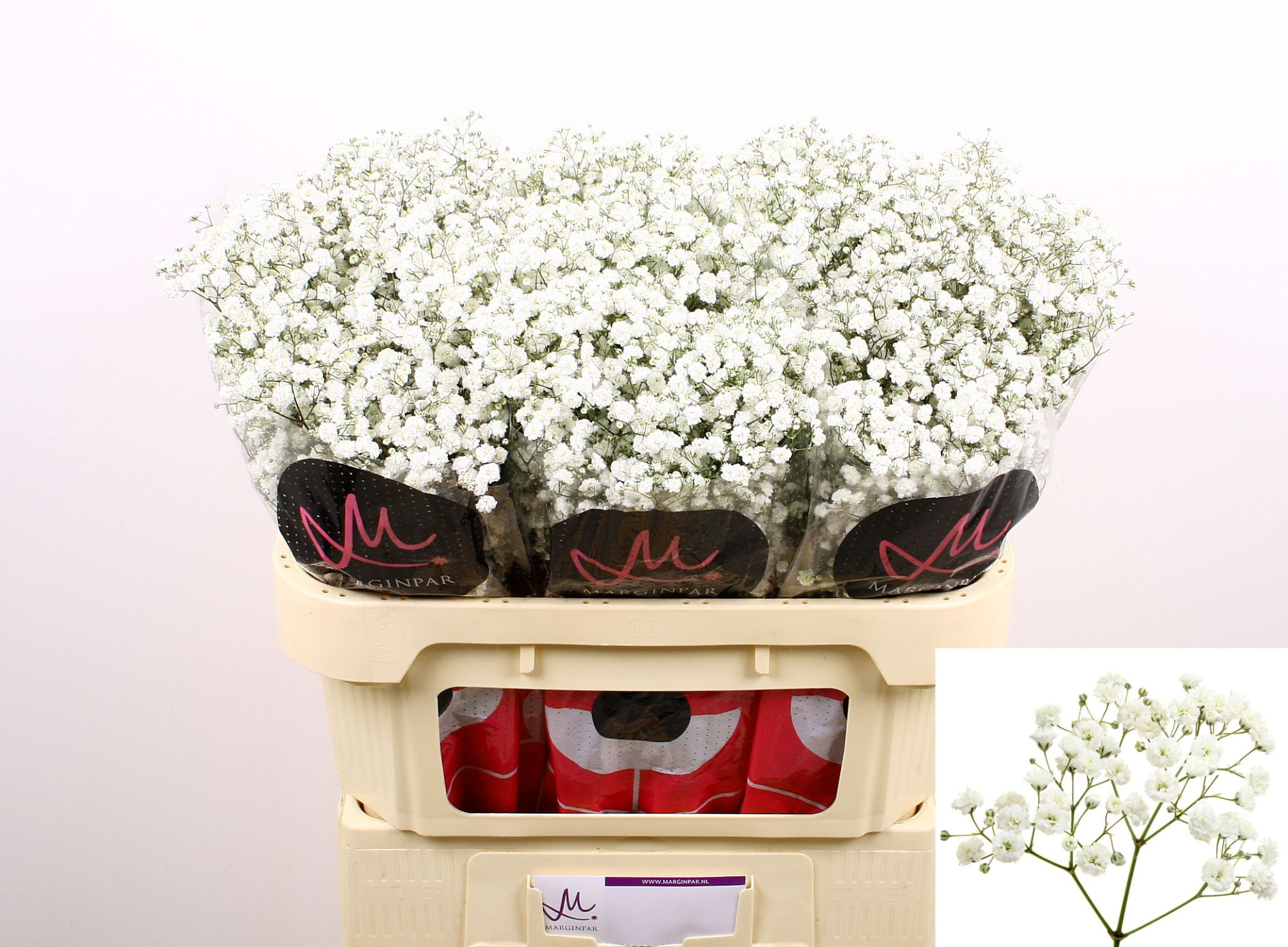 Гипсофила Экселенс 70, шт.