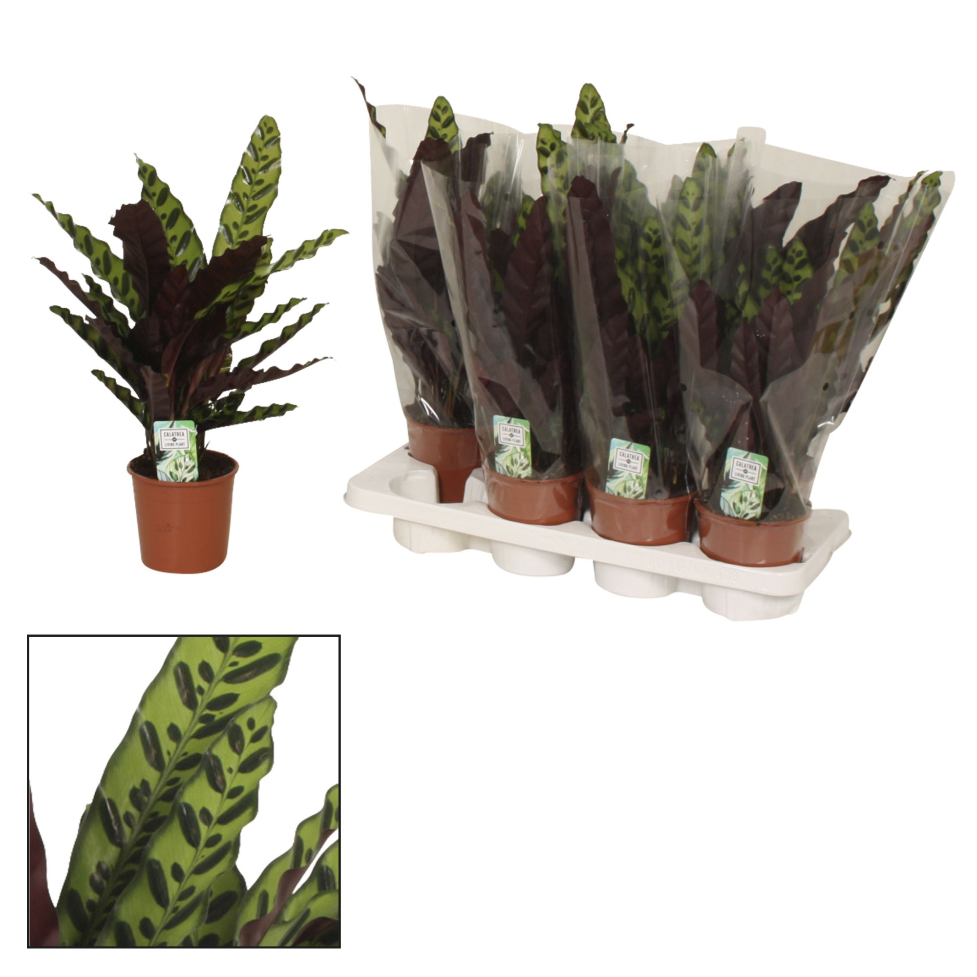 Calathea 14cm Insigne (Lancifolia), D 14 cm