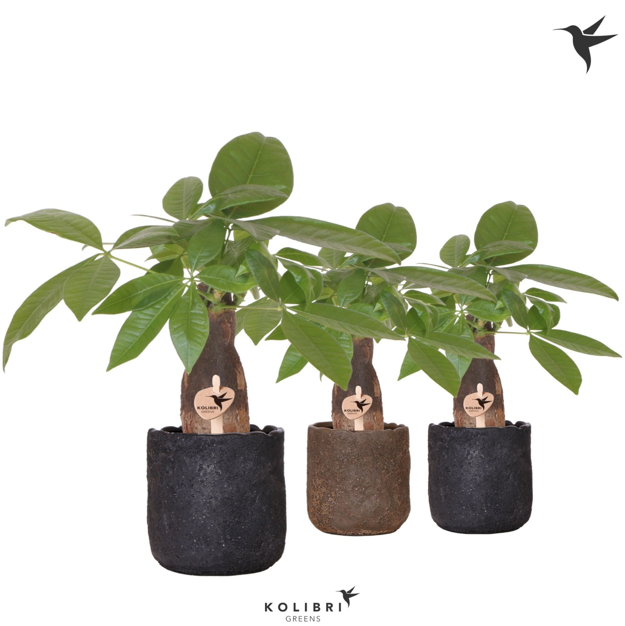 Kolibri Greens Pachira in Moon pot mix, D 9 cm