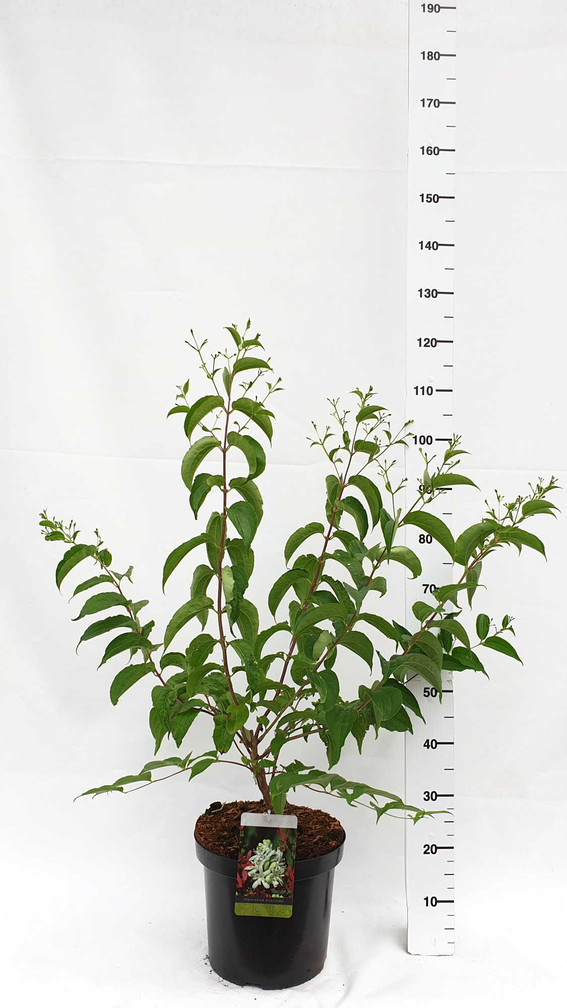 Heptacodium miconioides, D 30 cm