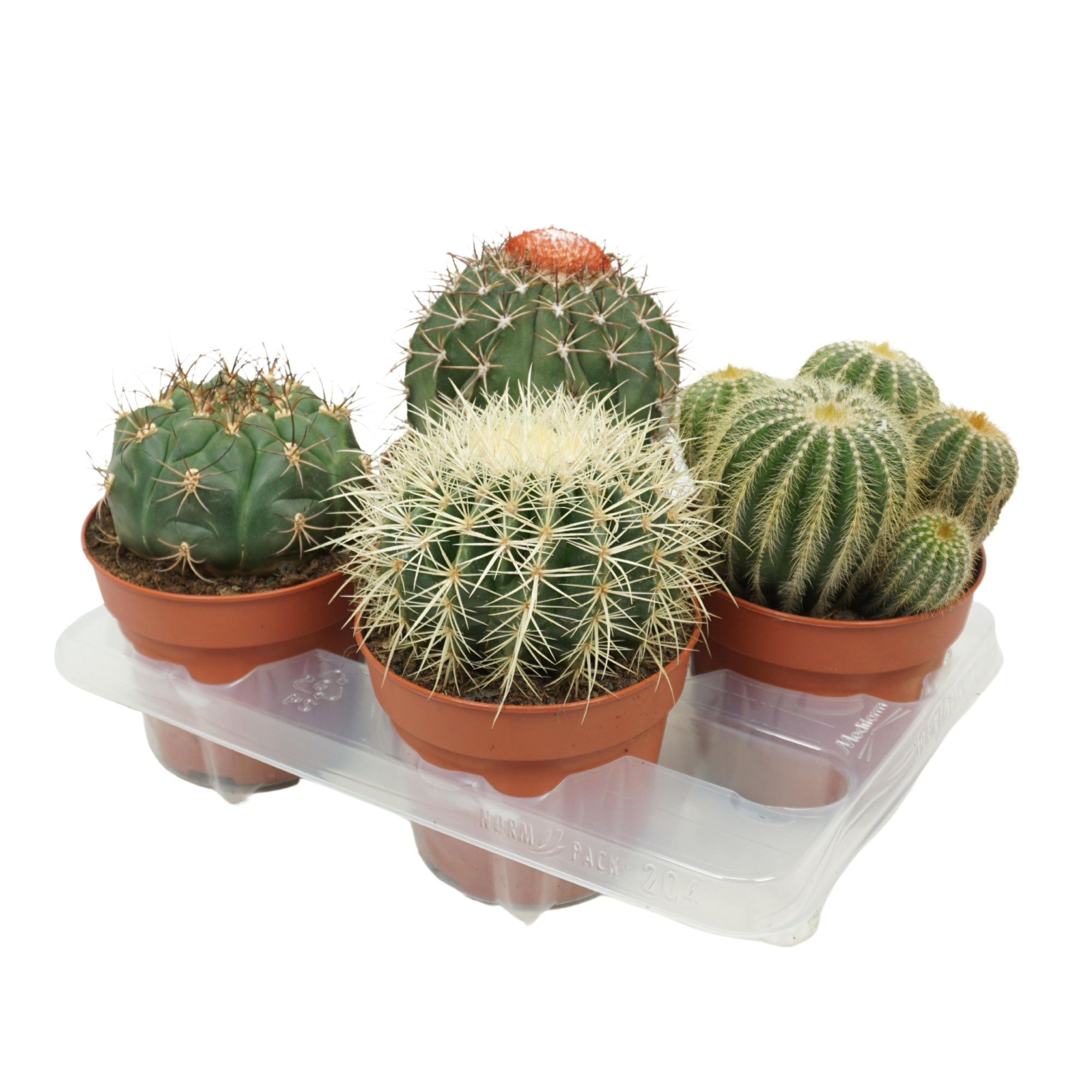 Bolcactus mix 15 cm, D 15 cm