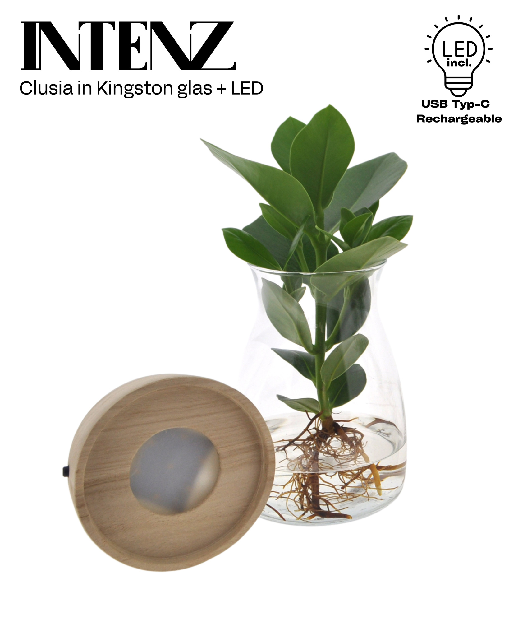 Clusia in Kingston glas + LED - levertijd: 24 uur, D 12 cm