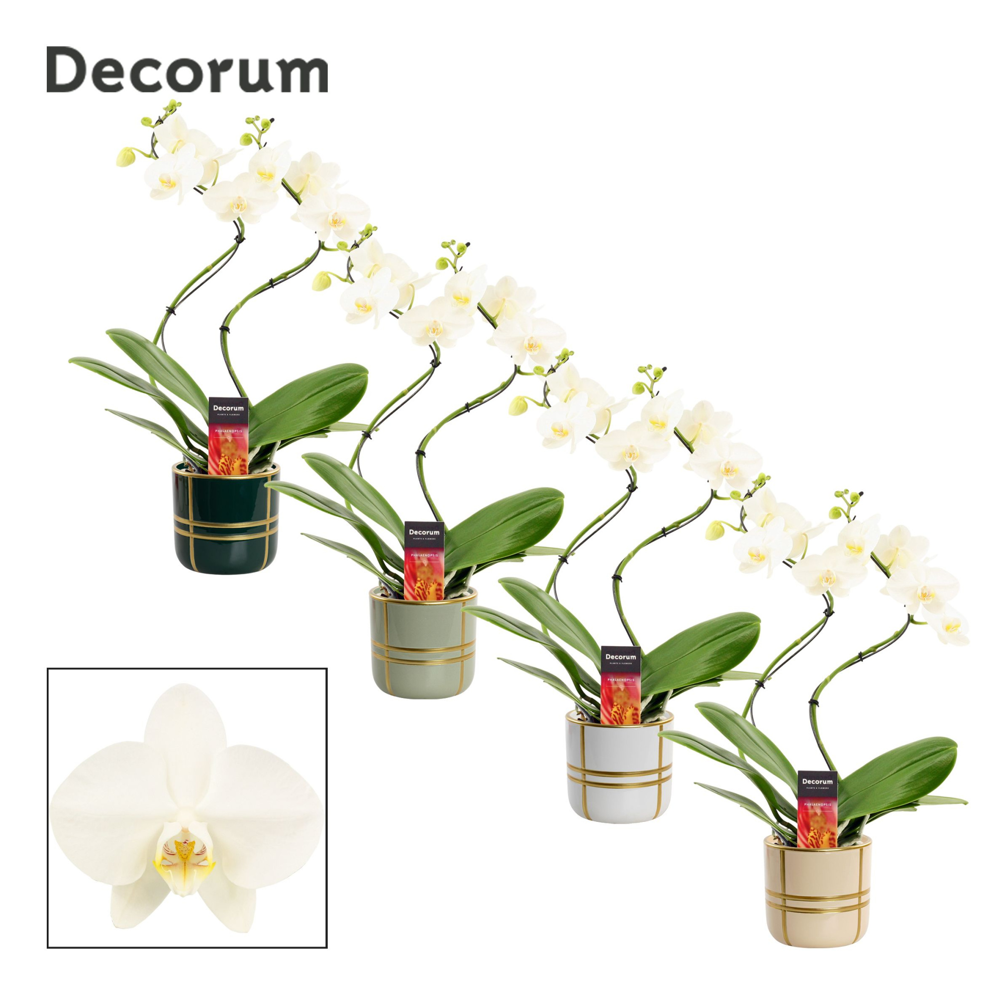 Phalaenopsis hurricane wit in Lauri (Top blend-collection), D 12 cm