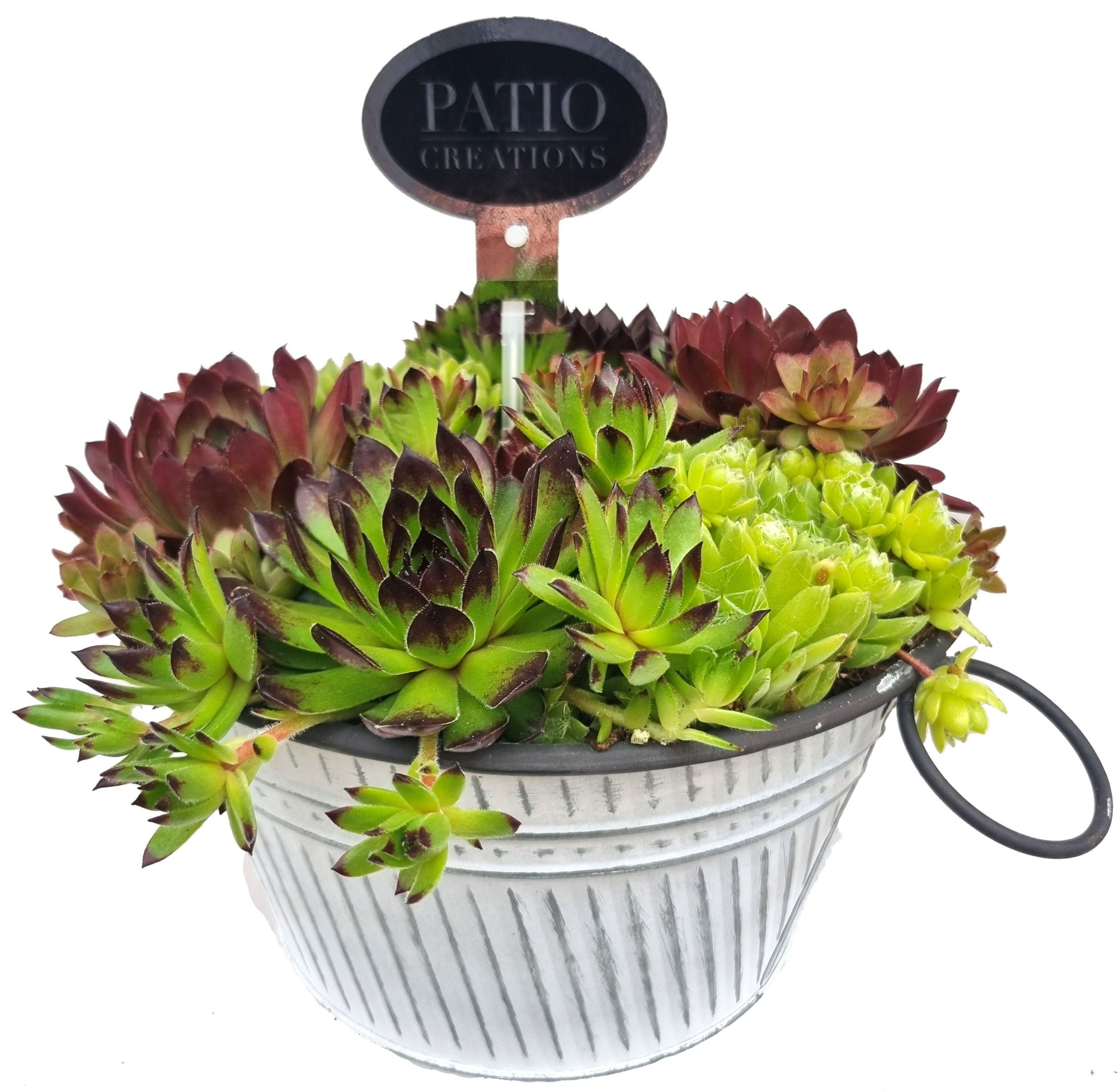 SE732-9323 Sempervivum metalen trendschaal L, D 22 cm