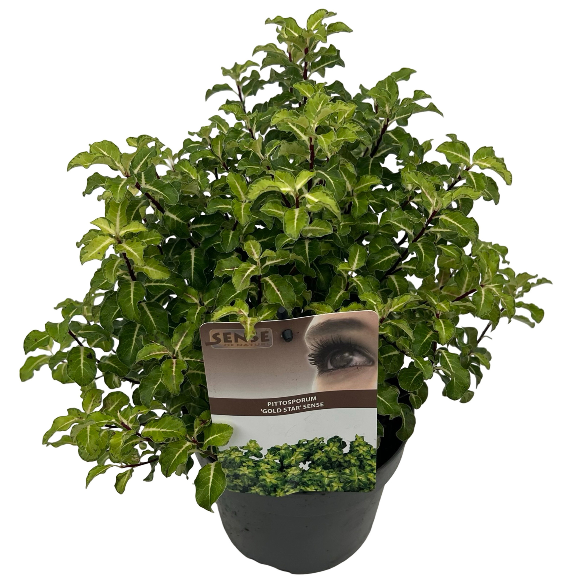 Pittosporum ten. 'Gold Star' sense, D 17