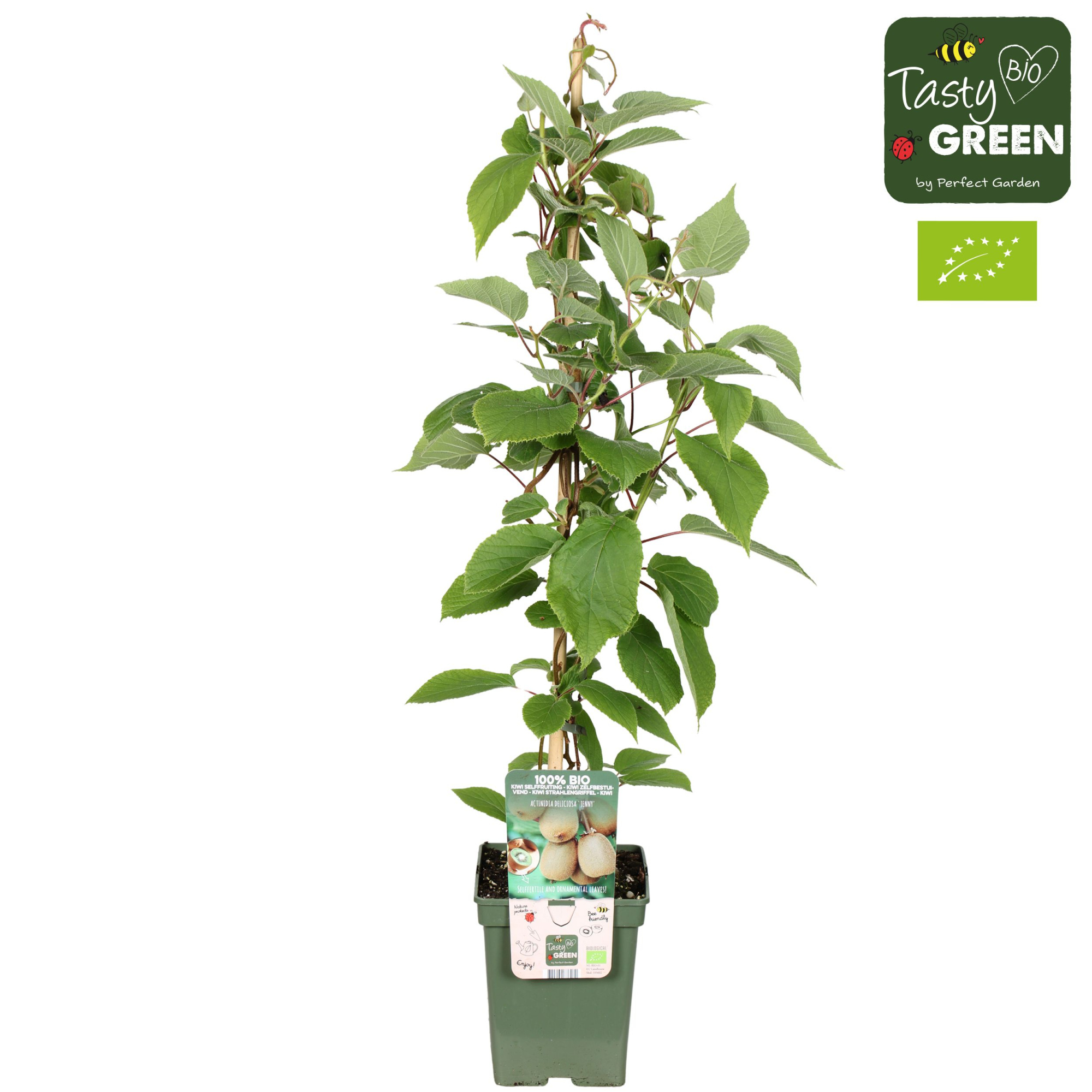 Actinidia deliciosa 'Jenny' Bio P23, D 23 cm