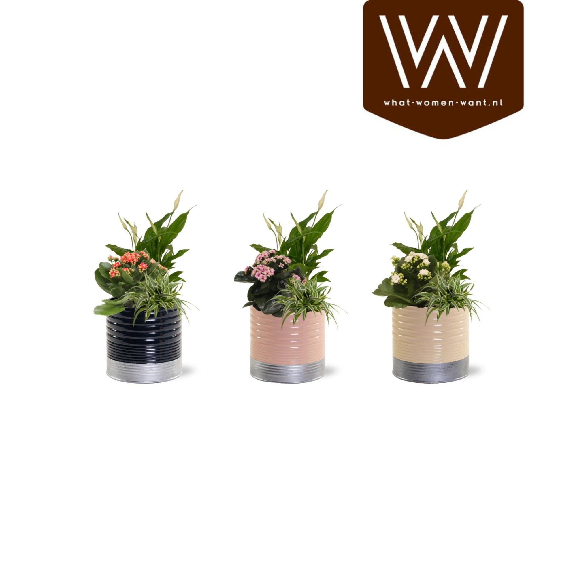 Collectie "Bubbles & wine" - Arrangement in Zink Nola, D 12 cm