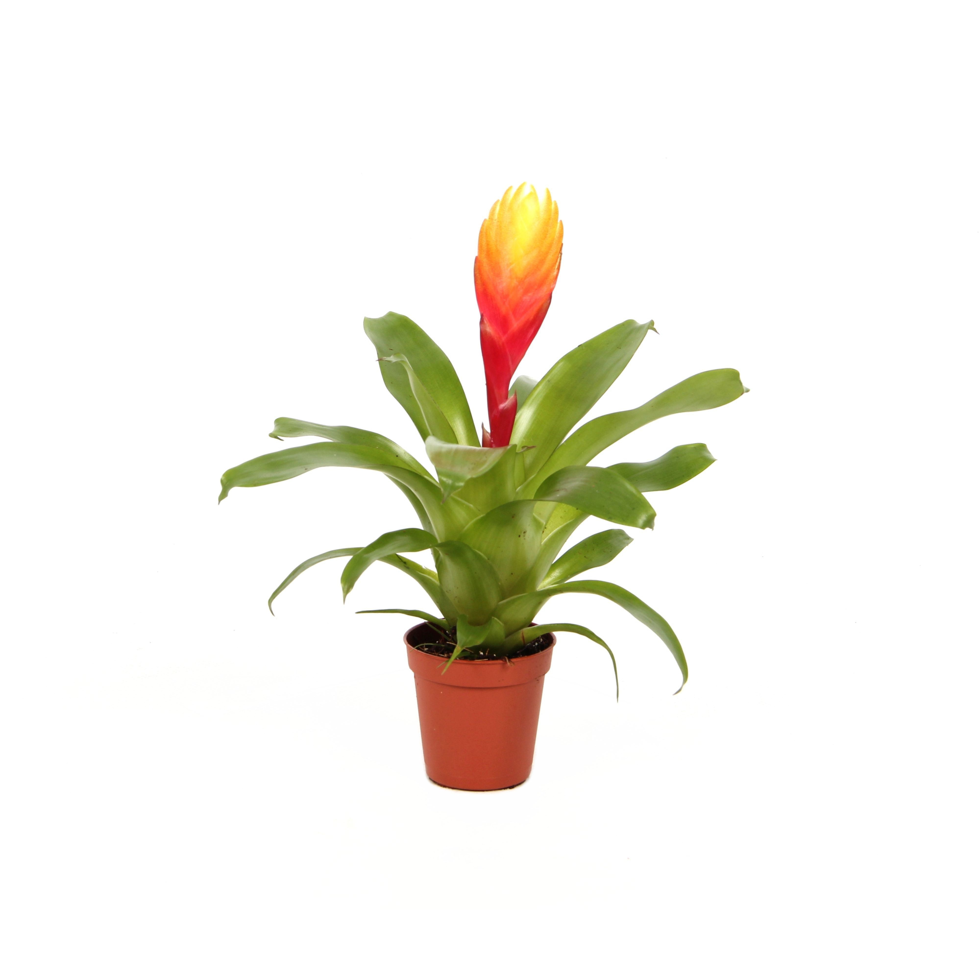 Vriesea Dorado, D 5,5 cm