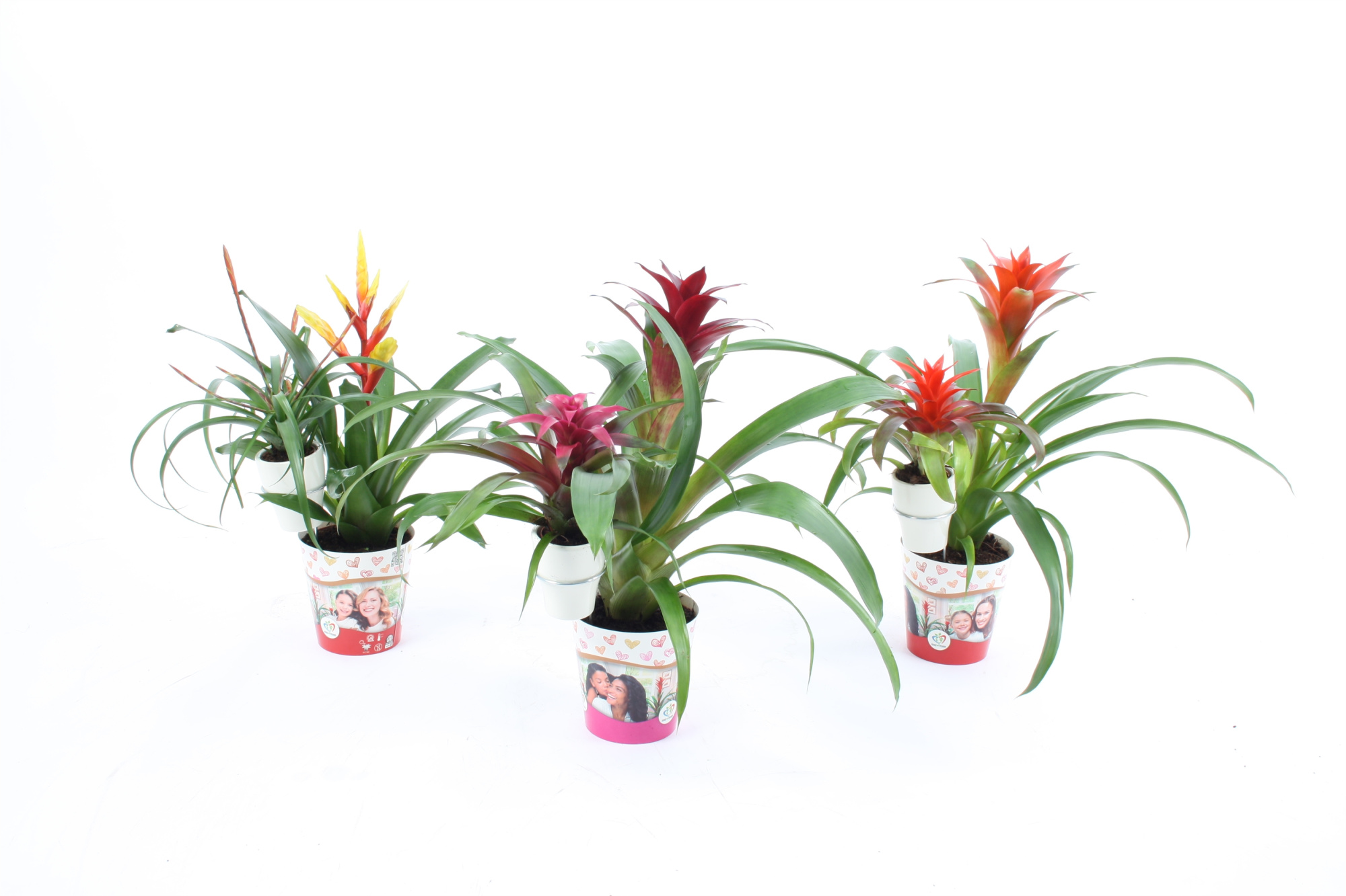 Bromelia mix moeder en kind cover + 6cm Keramiek, D 12 cm