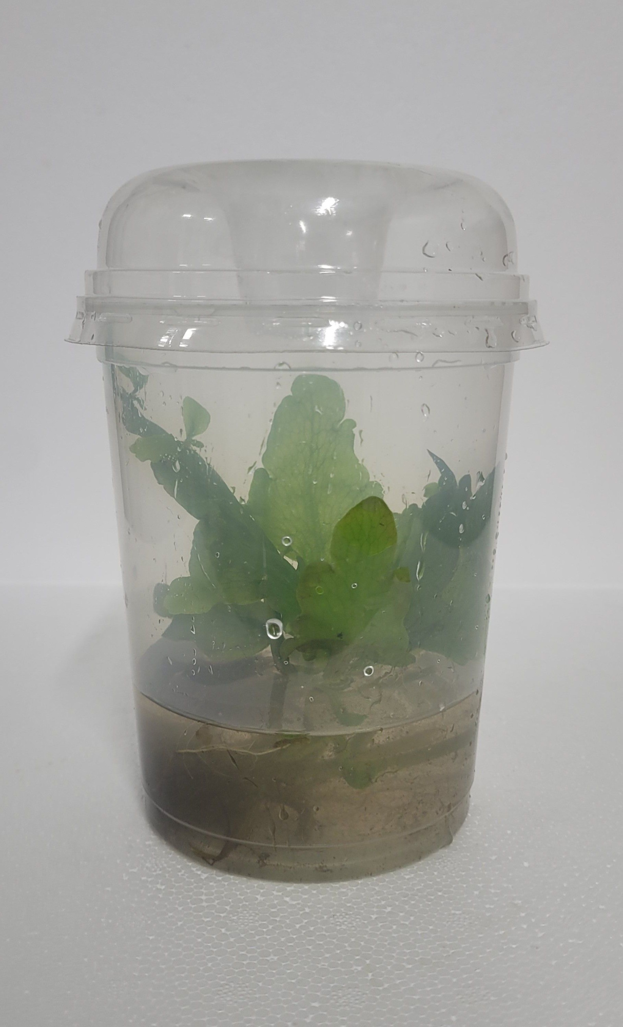 490-ceratopteris petroides, D 12 cm