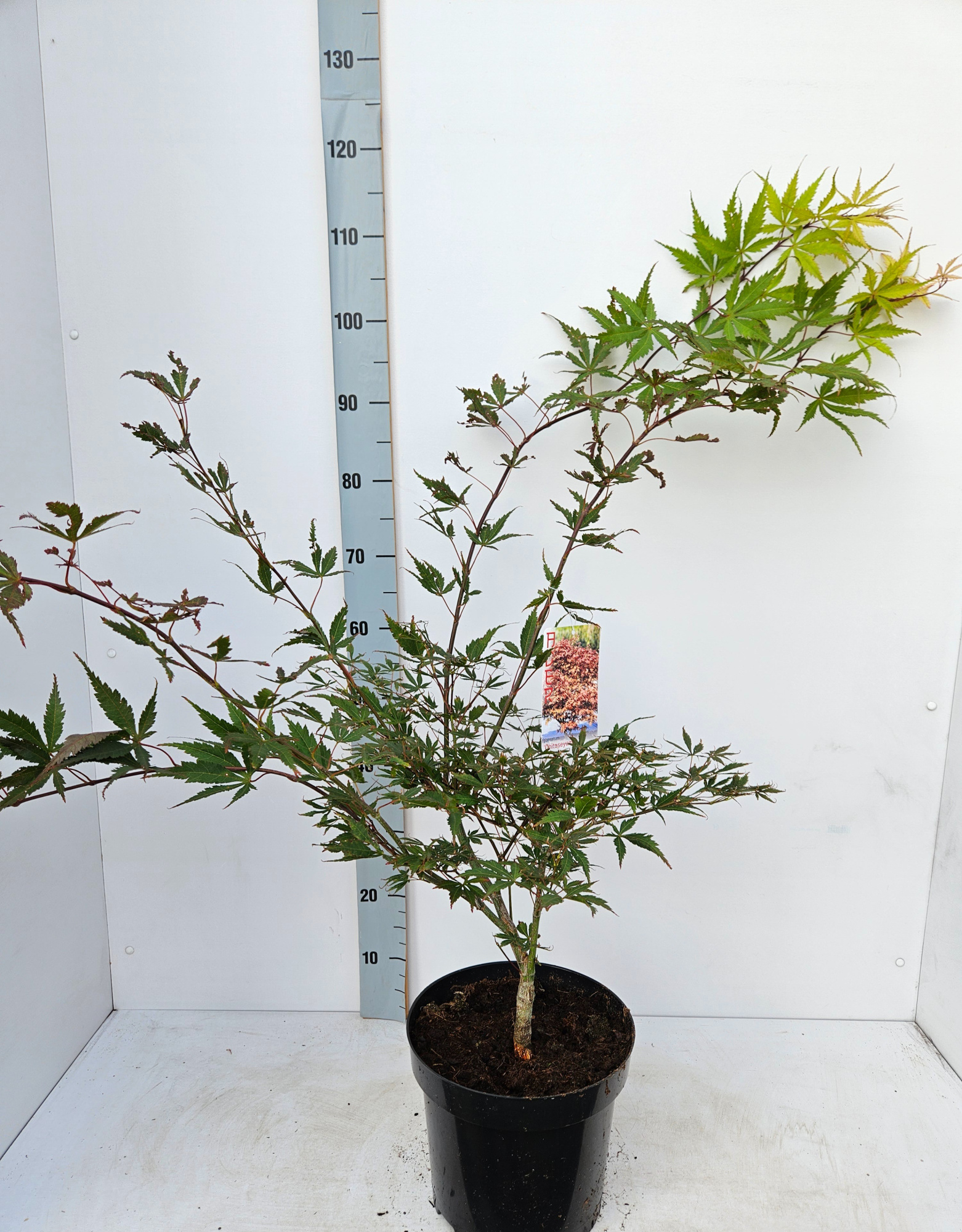 Acer palmatum 'Chitoseyama', D 26 cm