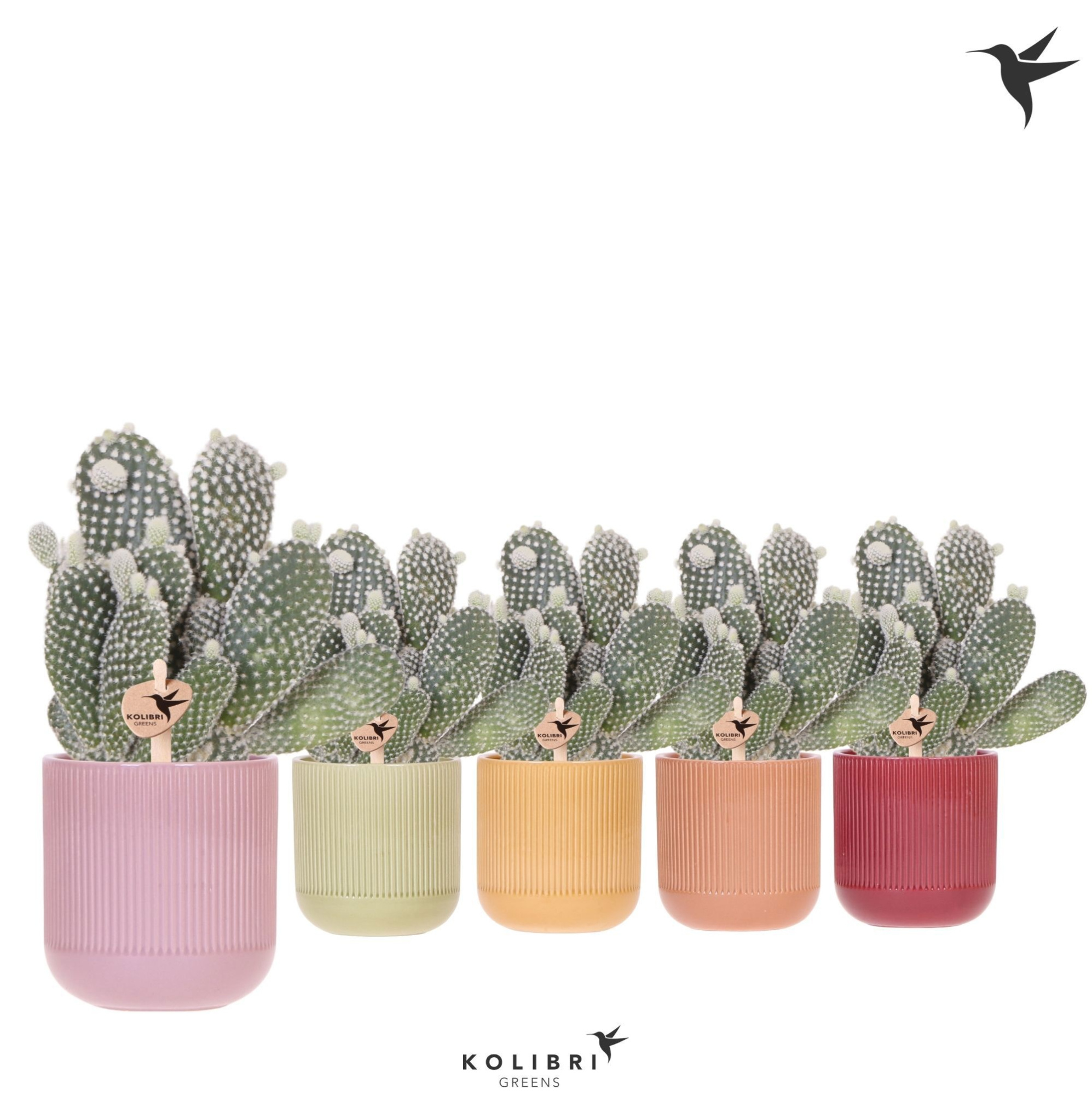 Kolibri Greens Opuntia white in Flare pot mix, D 9