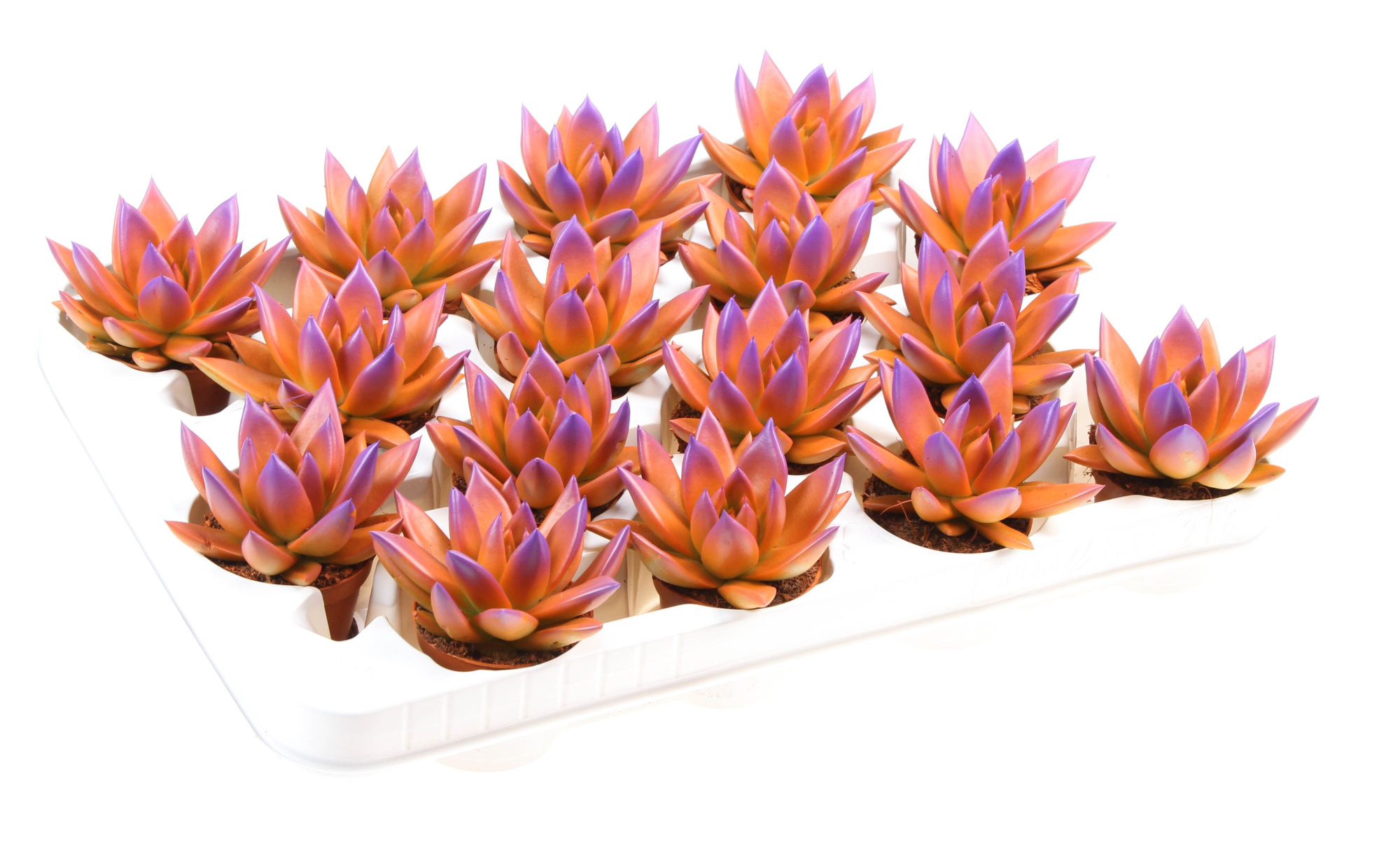 Rainbow bicolor orange + purple point, D 6 cm