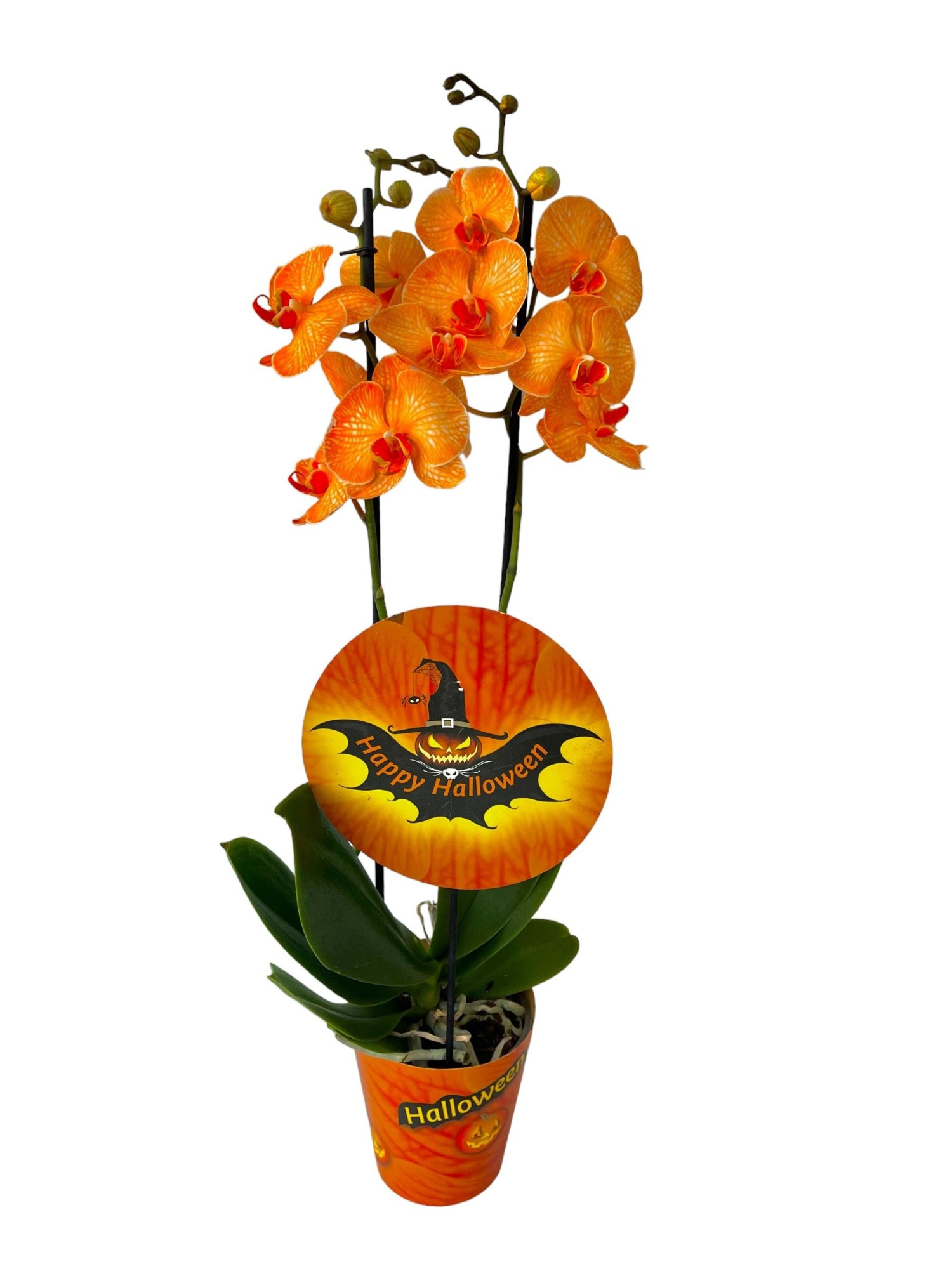 Halloween 2 tak, D 12