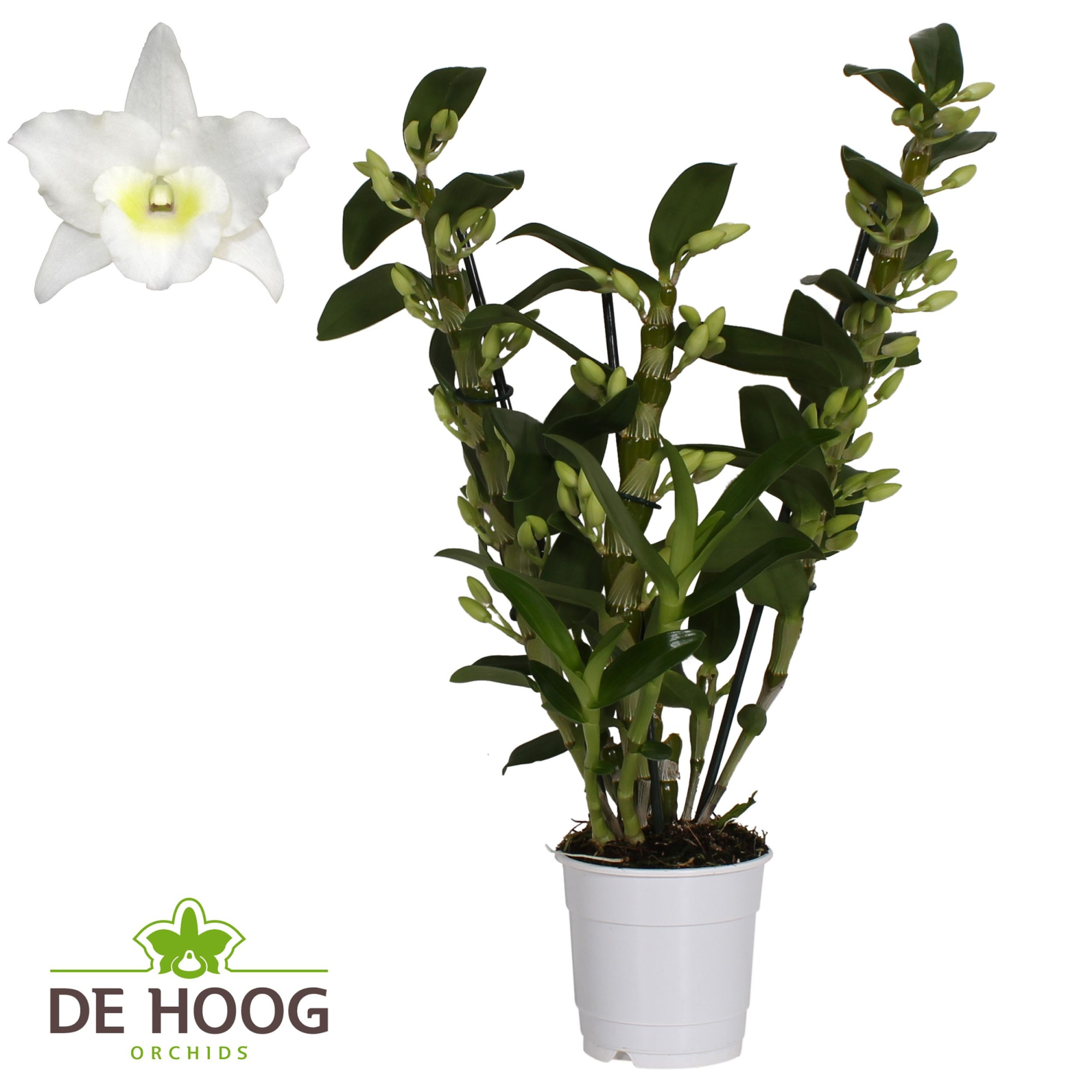 Dendrobium Nobile Apollon 3 stam 24+ tros De Hoog, D 12