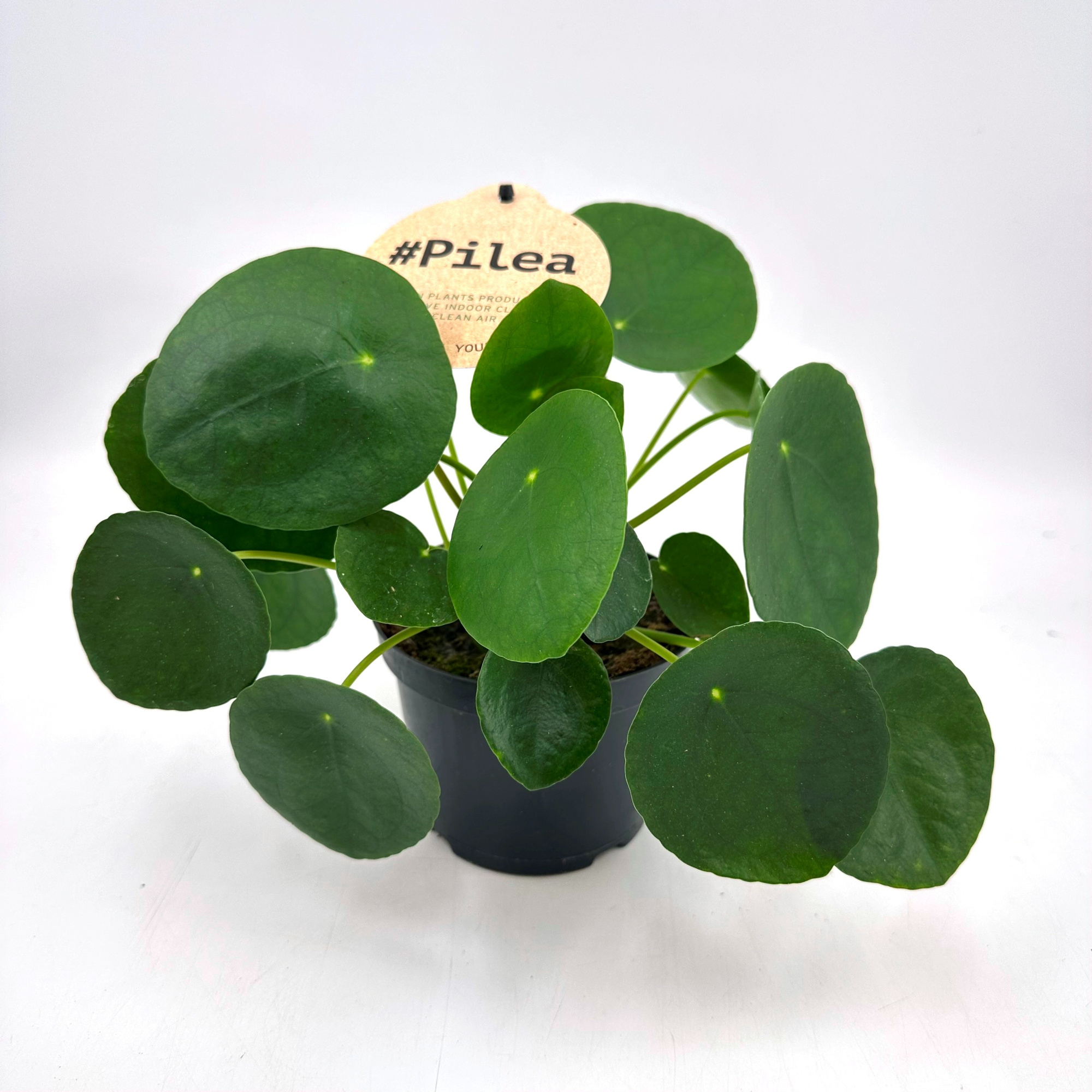 Pilea Peperomioides 12cm, D 12 cm
