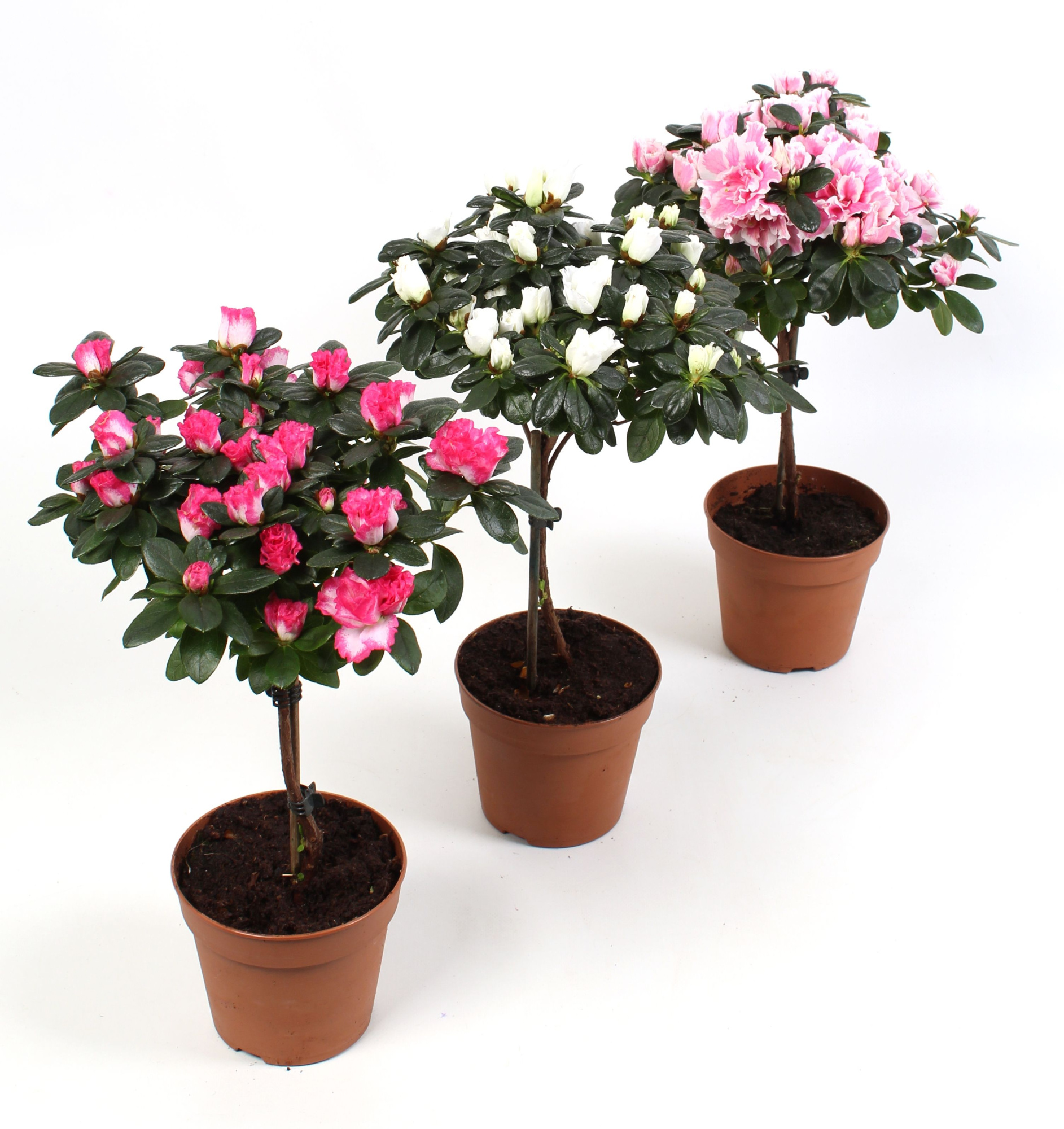 Azalea Hoogstam Wit\/Rose\/Zalm\/Bont\/Rood., D 12,5