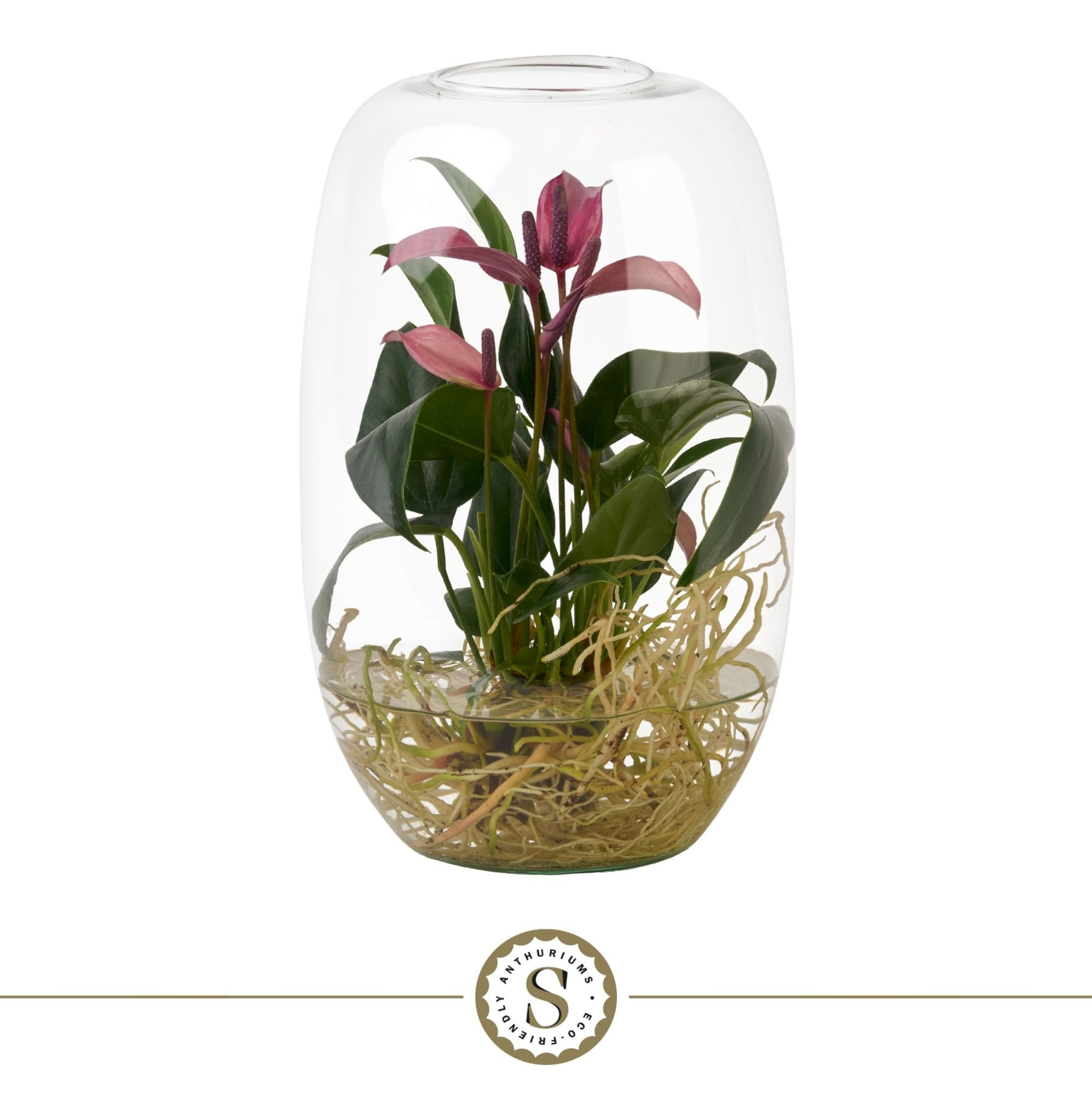 Aqua Roots Atlantis Zizou, D 9 cm