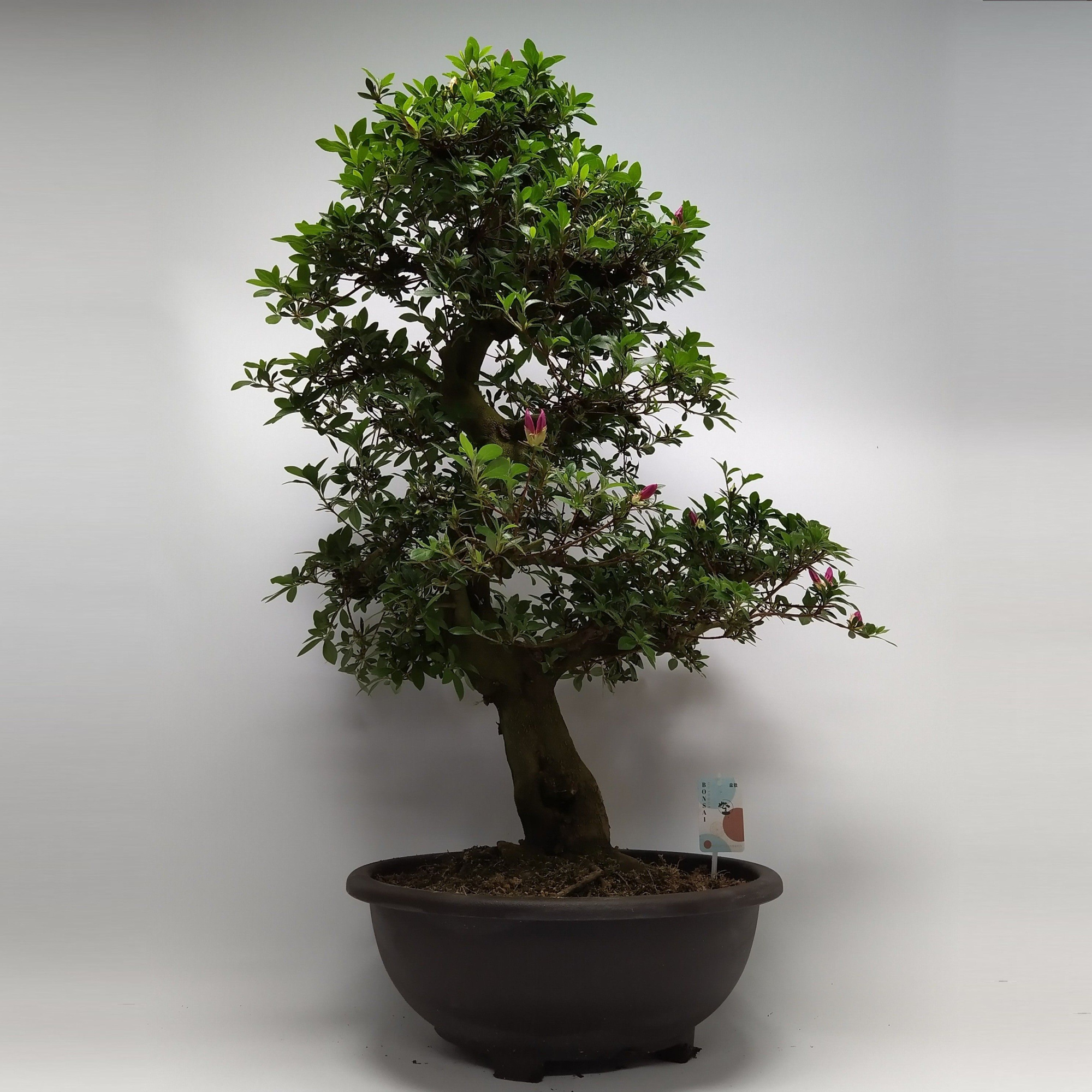 Satsuki Azalea 'A11' 45 cm (herkomst: Japan), D 45 cm