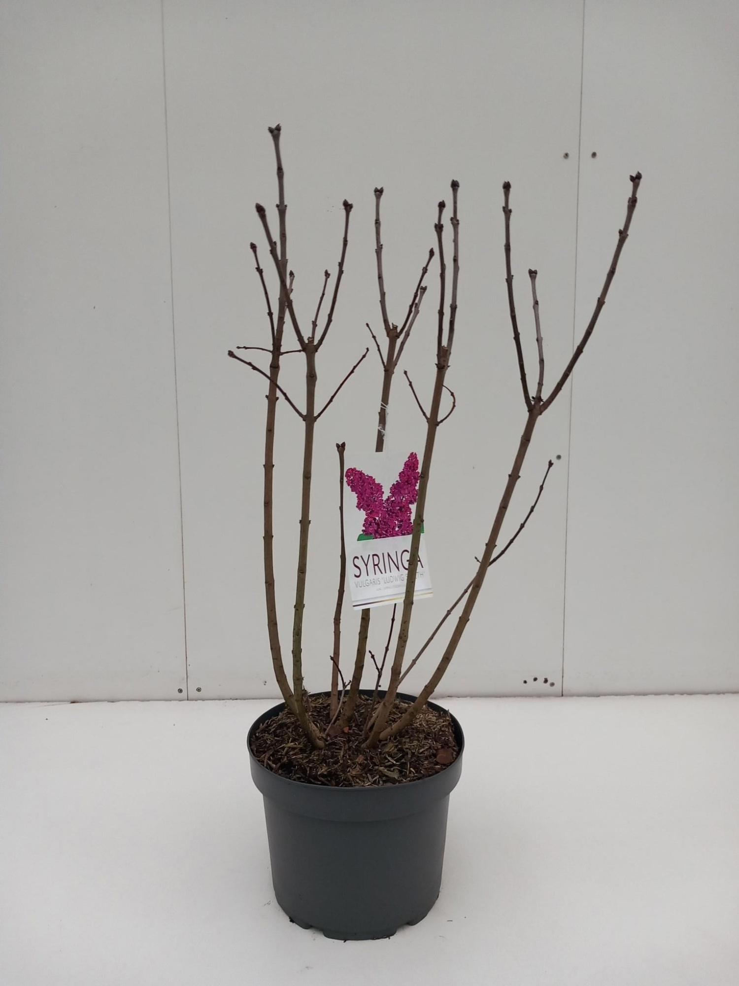 Syringa 'Ludwig Spath', D 29