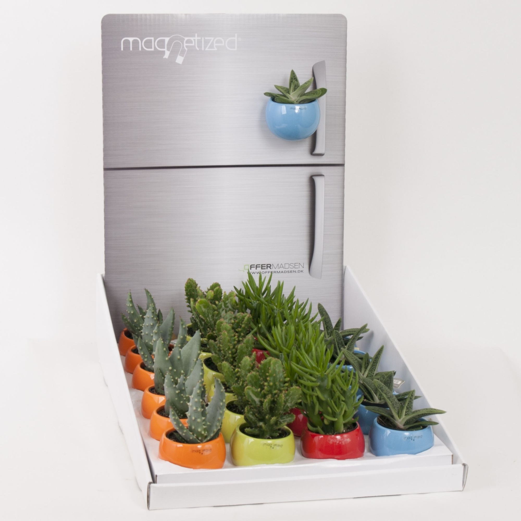 Magnetized Bright Colours in Display with Succulent mix, D 6 cm