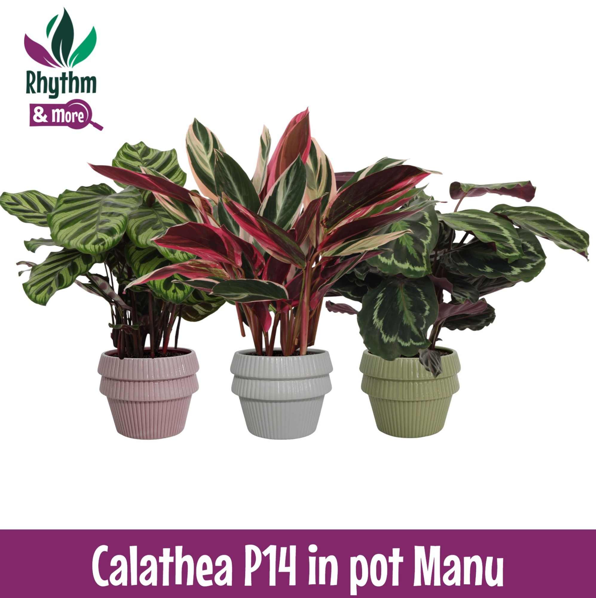 Calathea mix in pot Manu Keramiek - Rhythm & More, D 14 cm