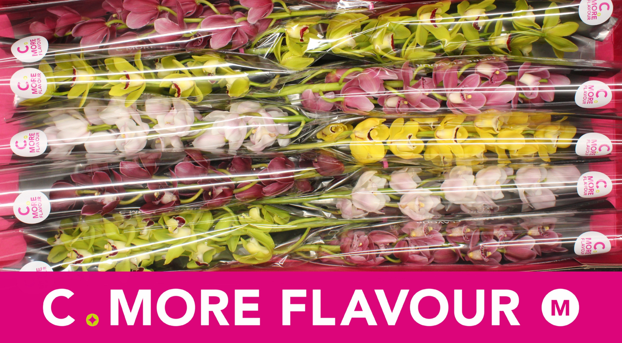 Цимбидиум мини Микс x10 60, шт.