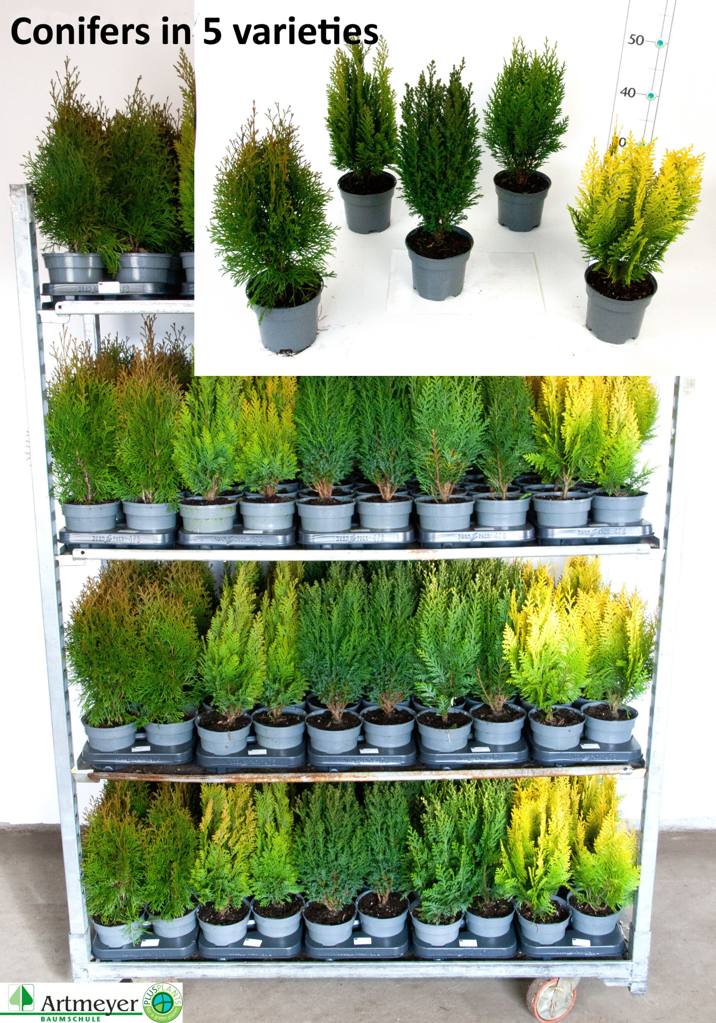 Koniferen-Mix hochwachsende Sorten T13, D 13 cm