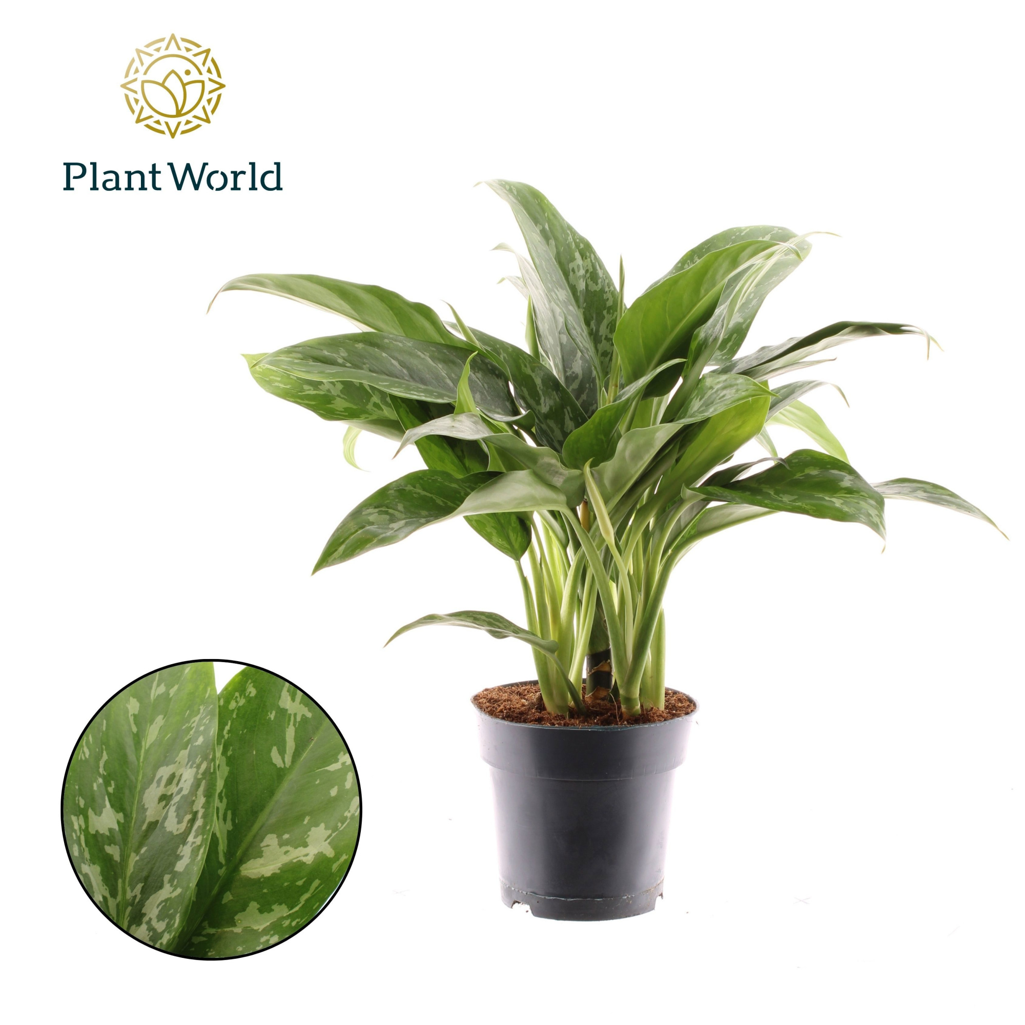 Aglaonema Green Lady, D 17