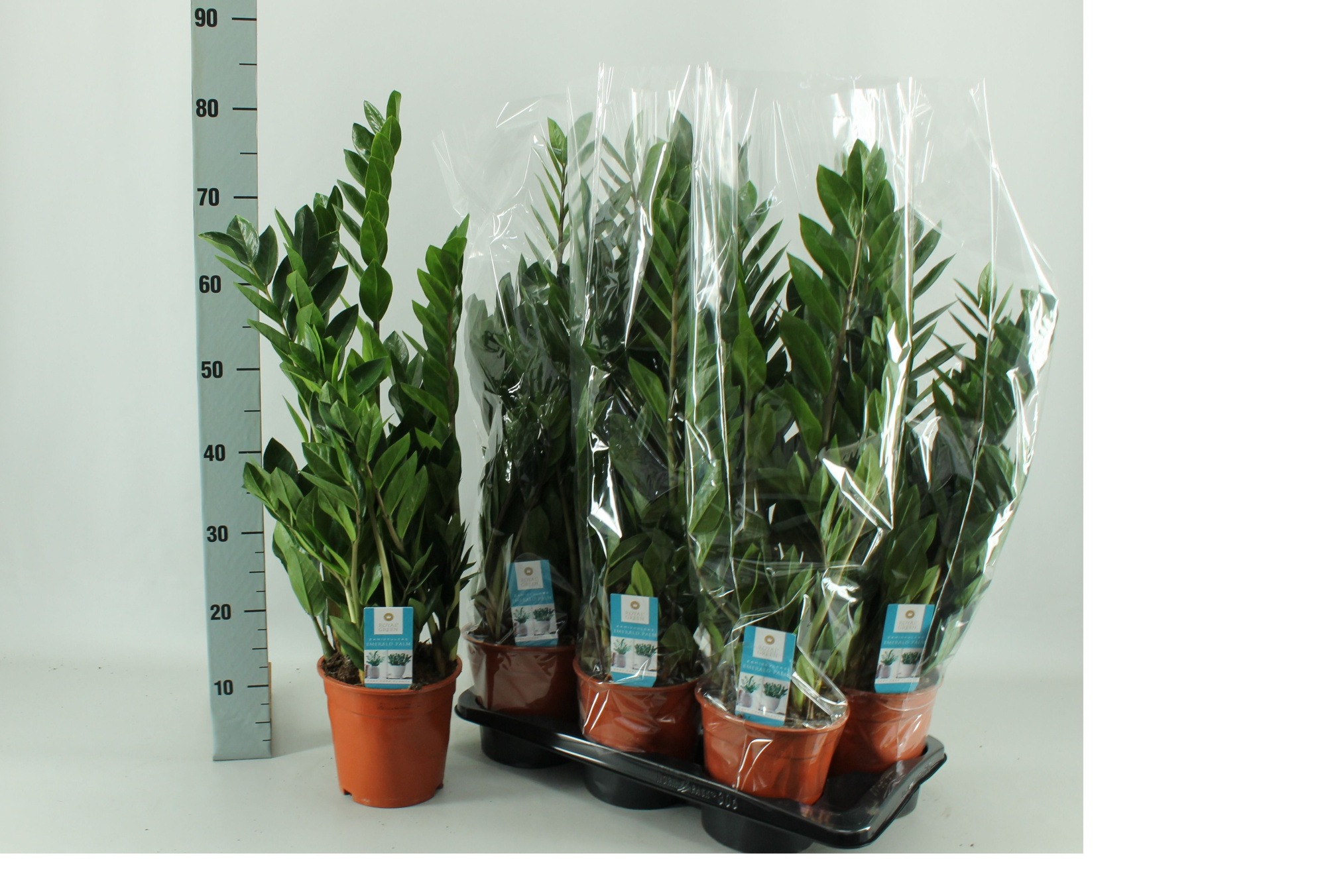 Zamioculcas 17cm, D 17 cm