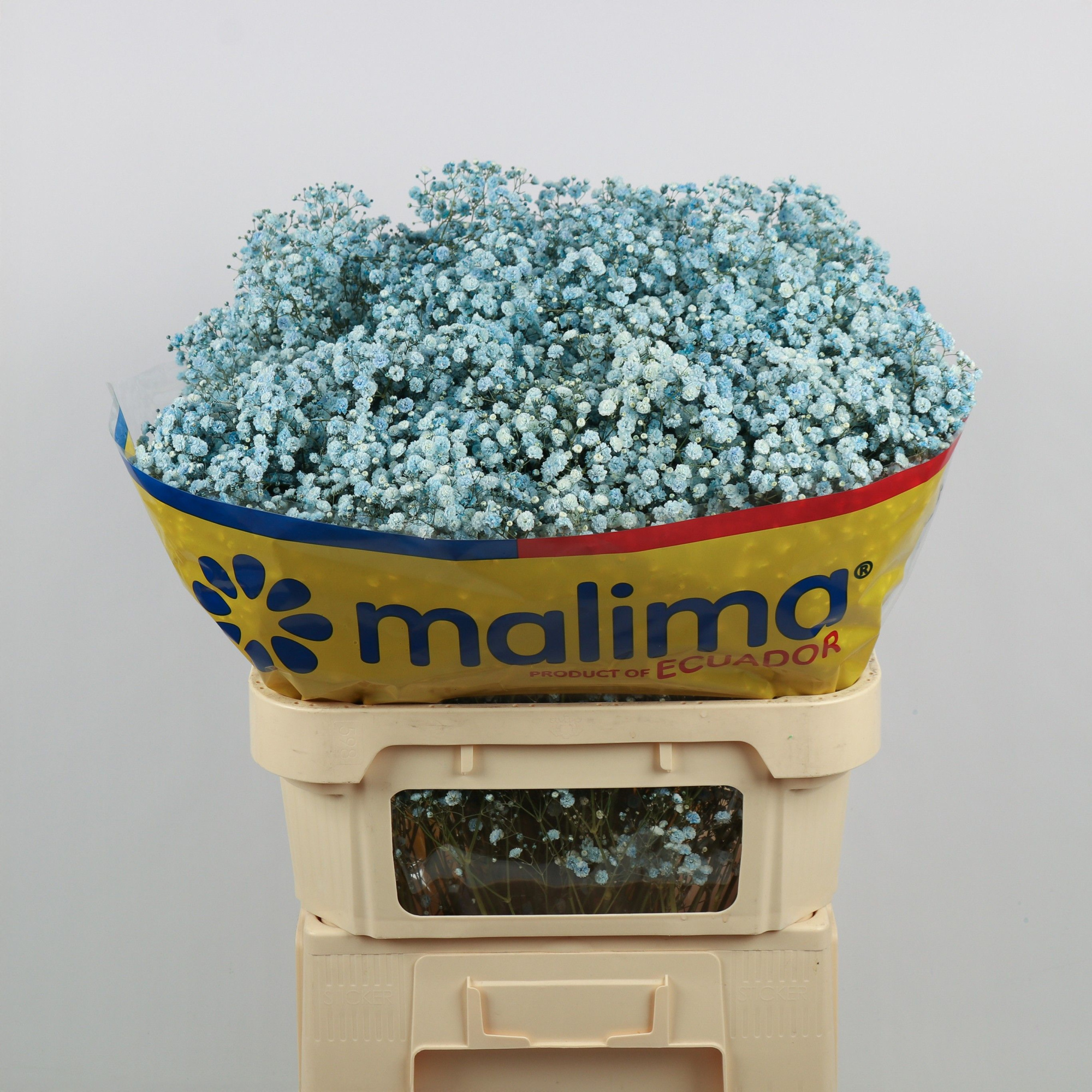 Гипсофила Овериг Крашеная (краш. ) 75, шт.