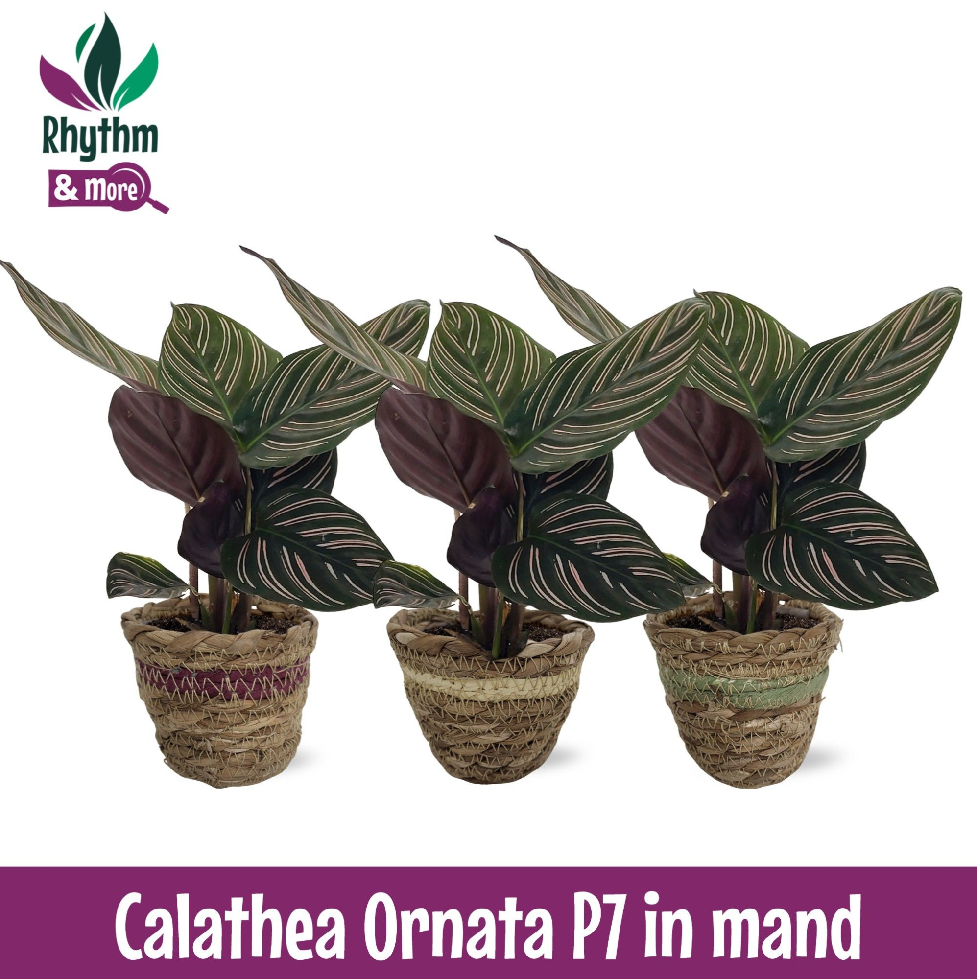 Calathea 7cm Ornata in Mand, D 7 cm